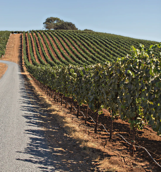 Winery6.png