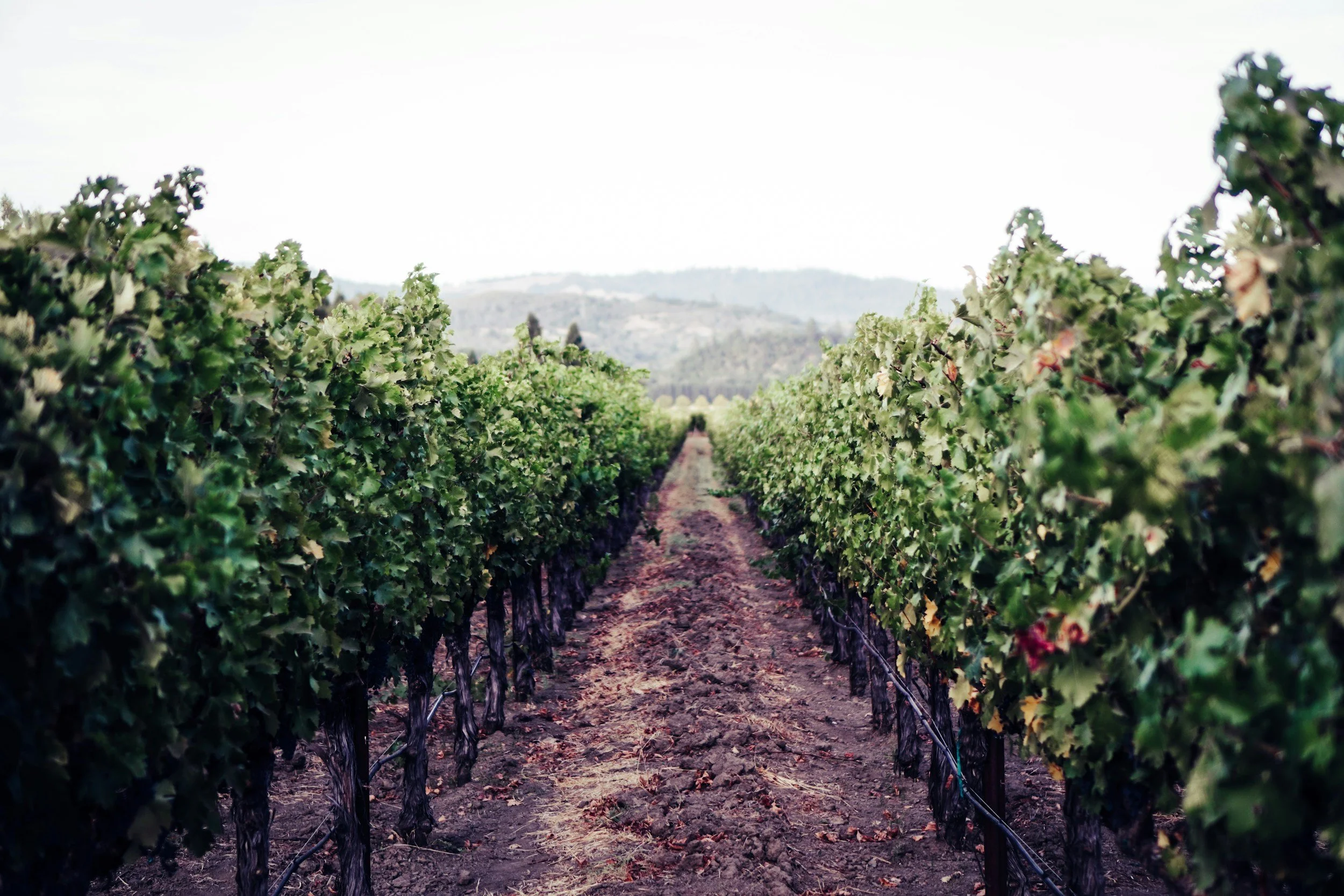 Martha's Vineyard or the Napa Valley: You Decide