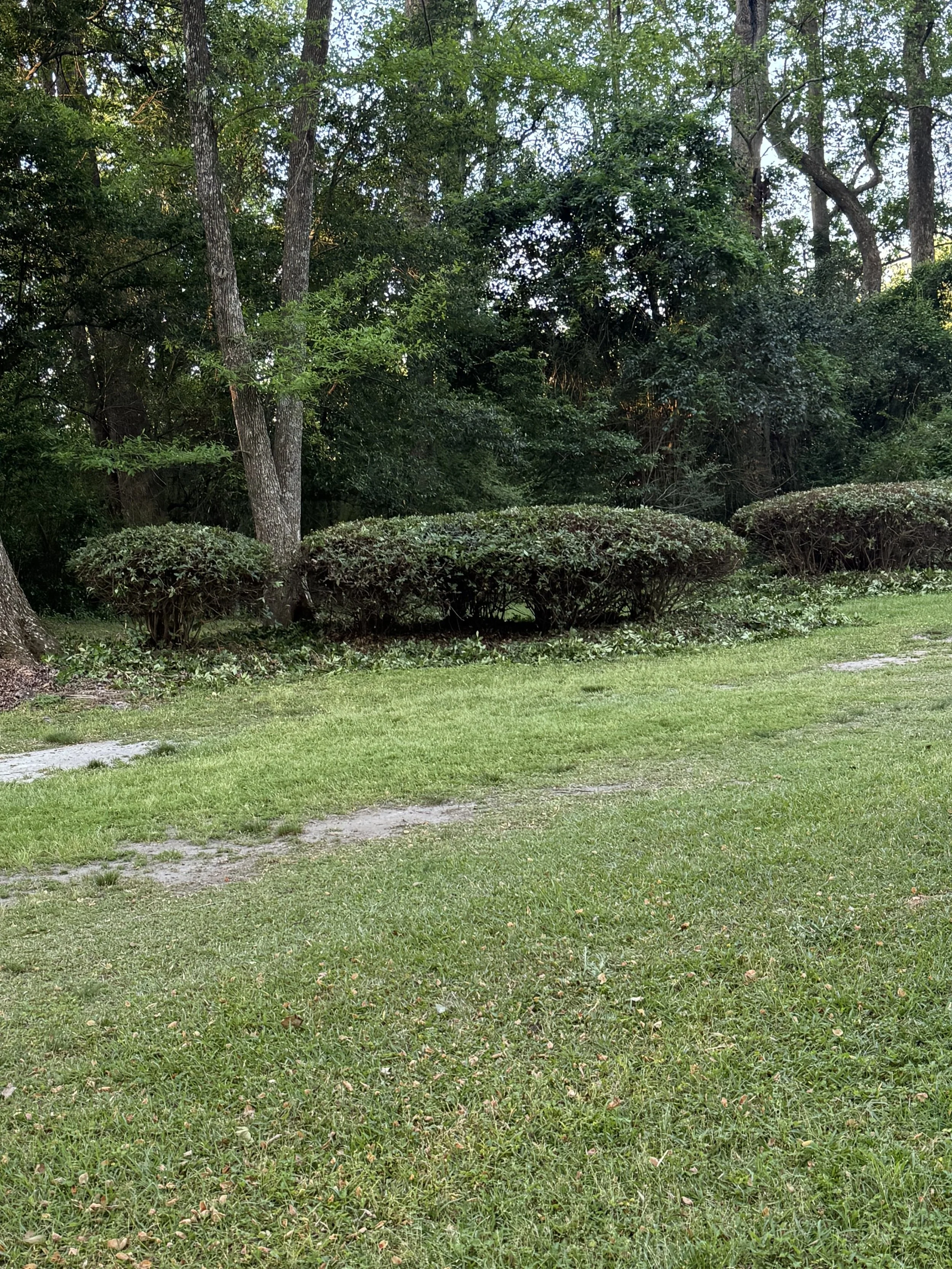 IMG_0071.jpeg