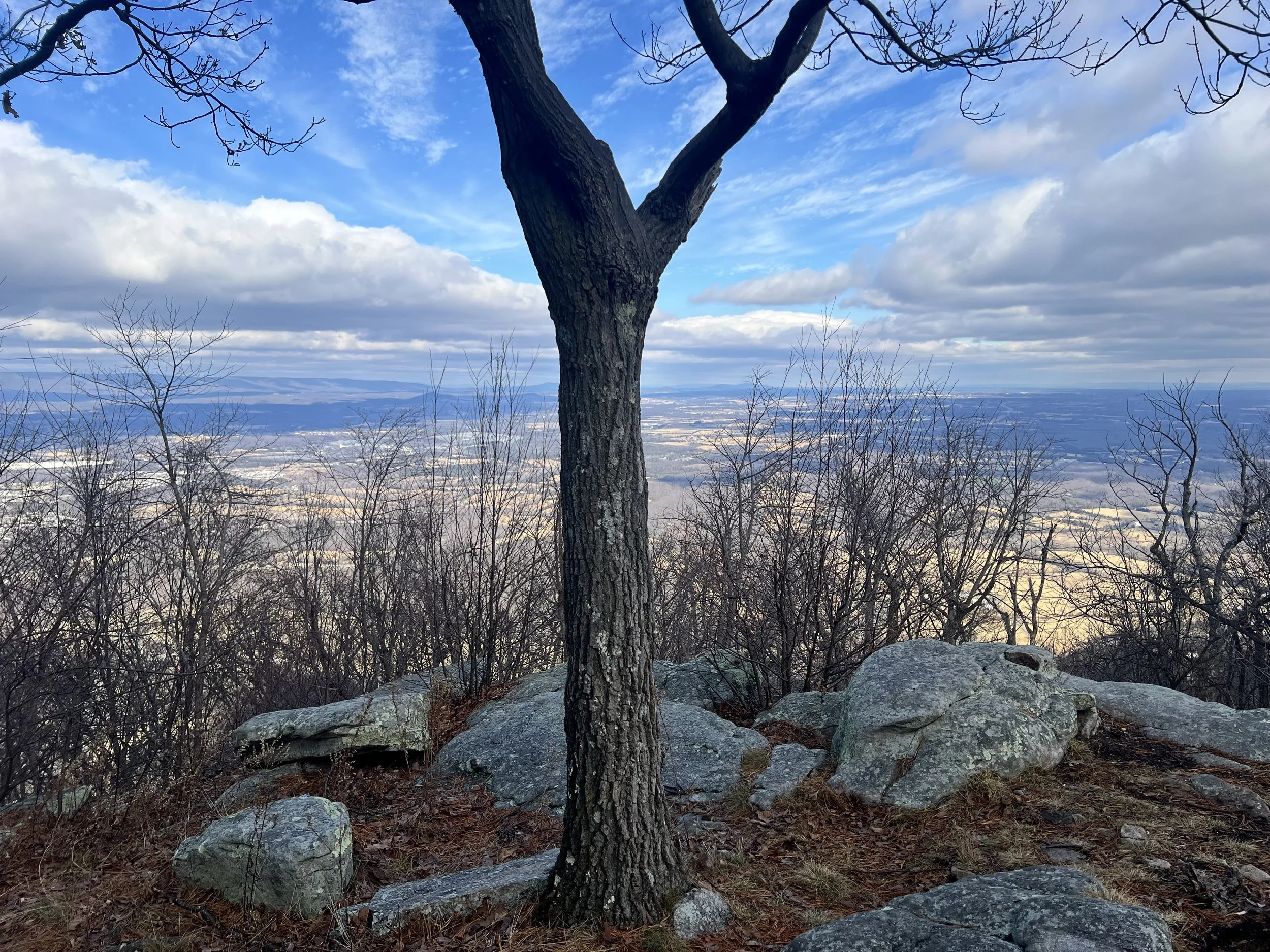 Tree in View.jpeg