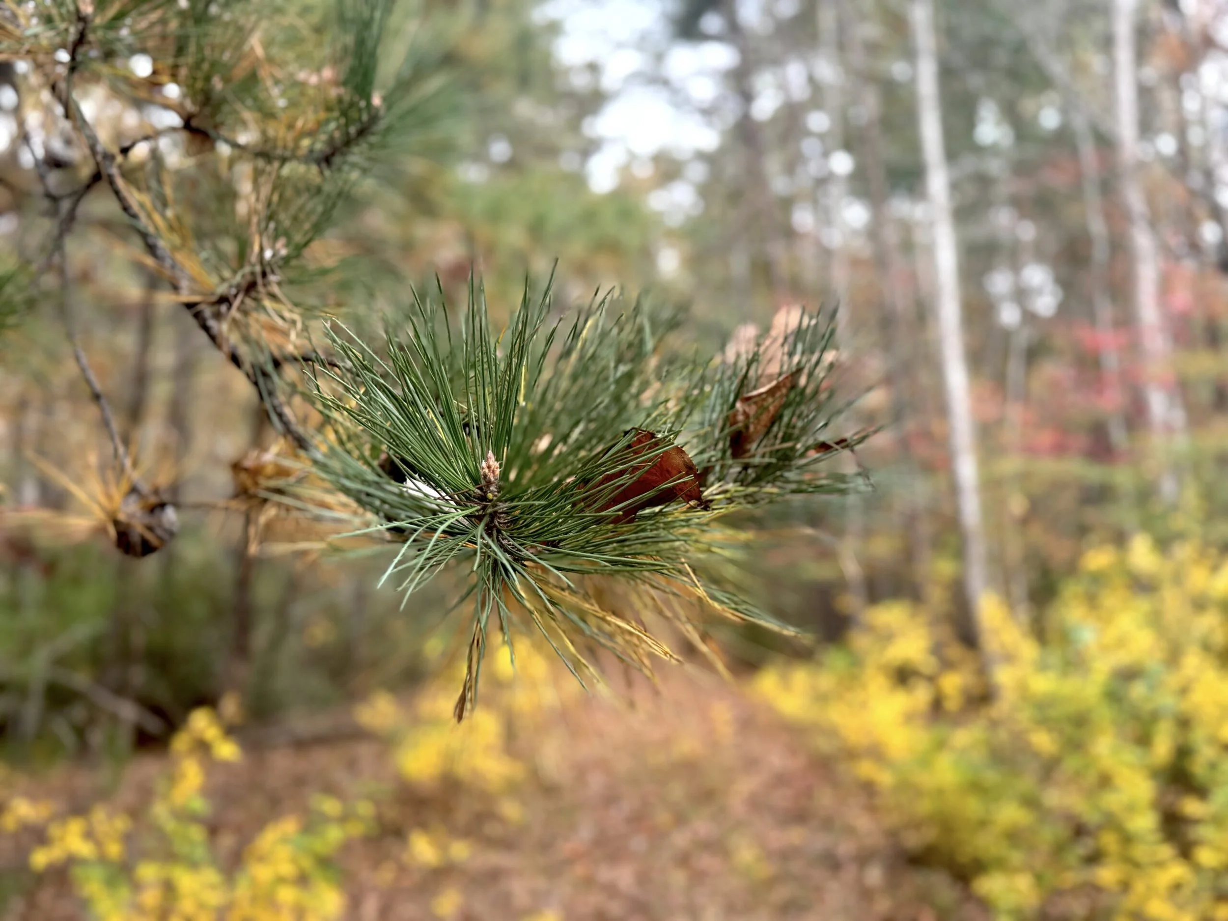 Clearing the Deck: A Intentional Approach to Holiday Commitments