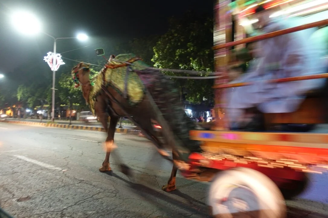 Camel Crossing