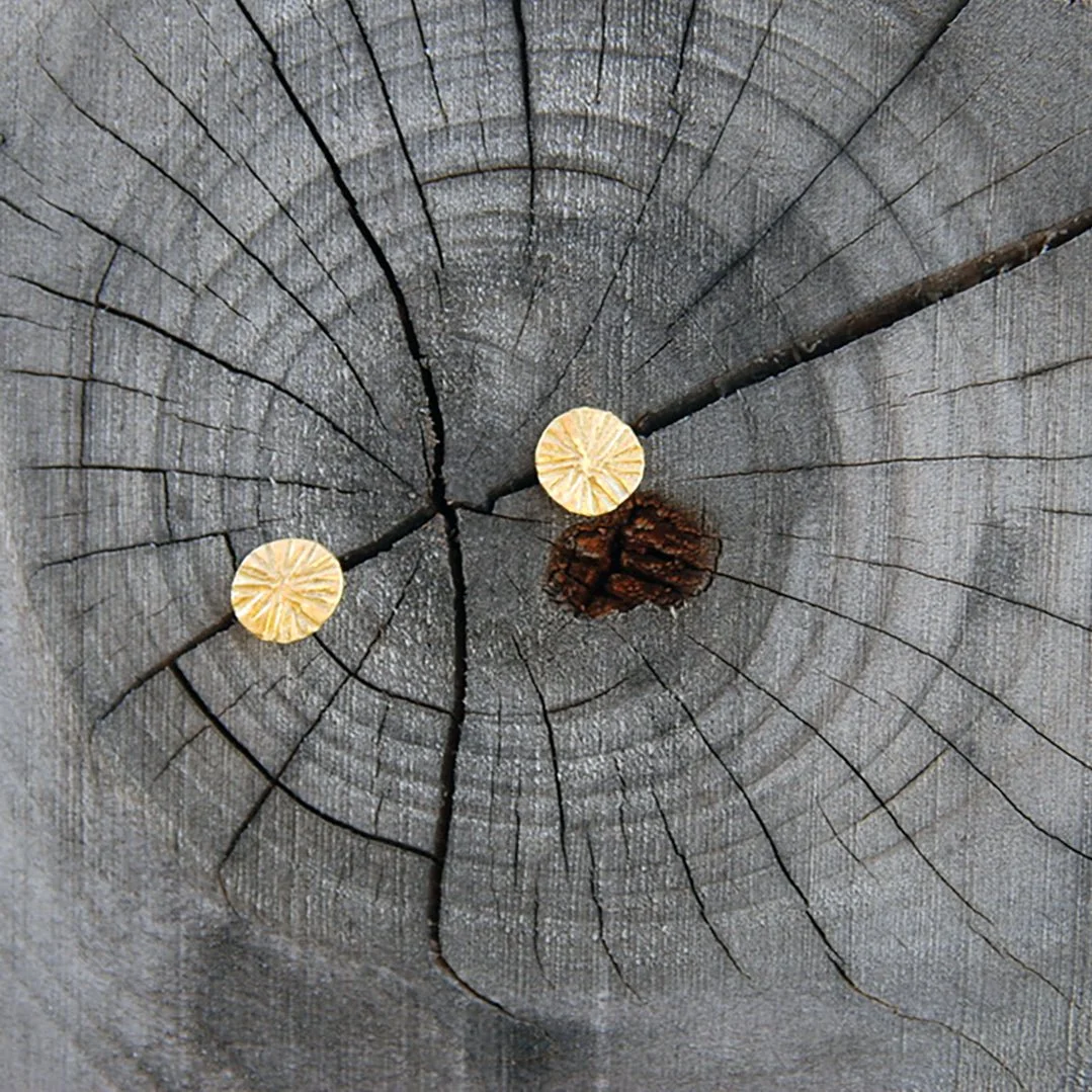Close-up of a weathered gray tree cross-section with two tiny yellow mushroom caps and a small brown pine cone placed on the surface.