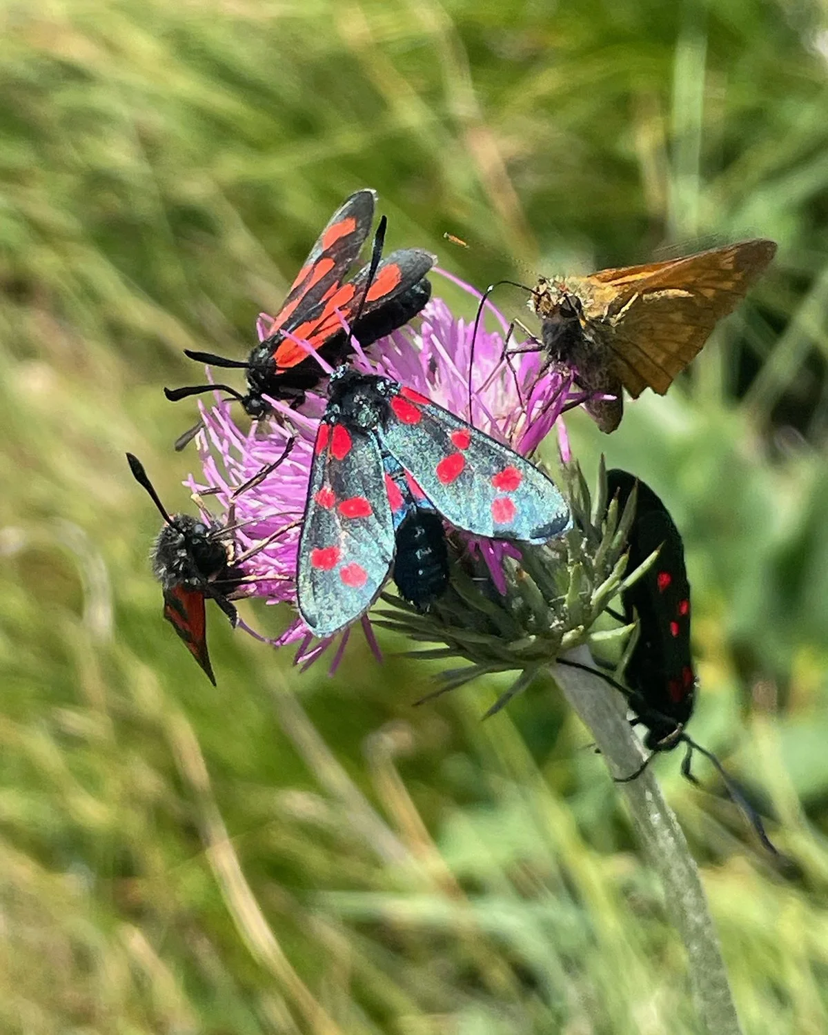 A colorful butterfly dancing with bright purple flowers and the green grass.