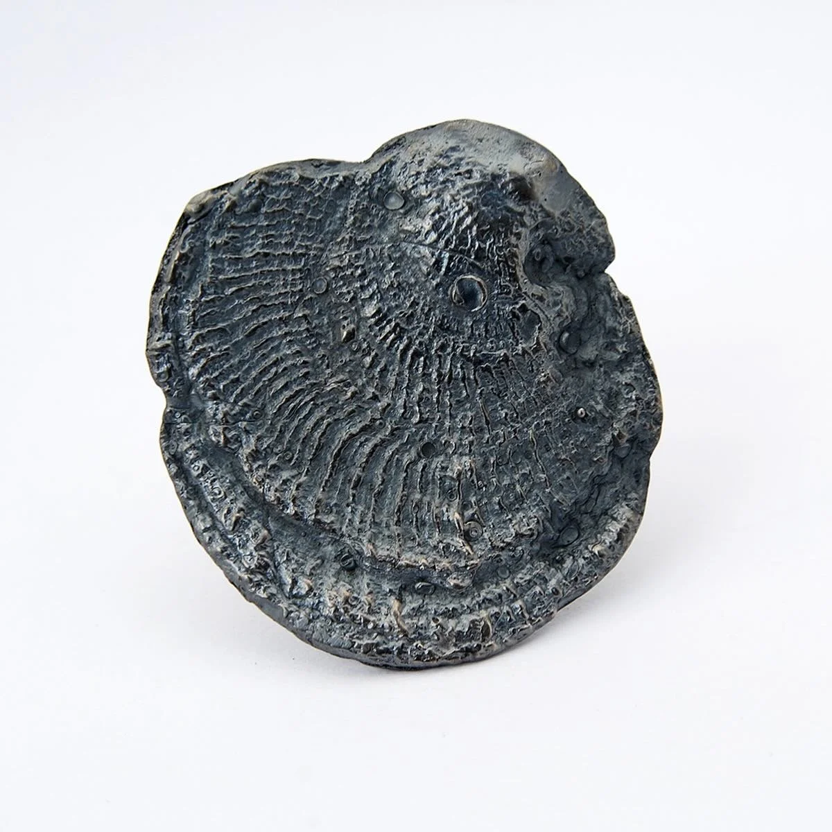 Large clam ring, oxidized silver