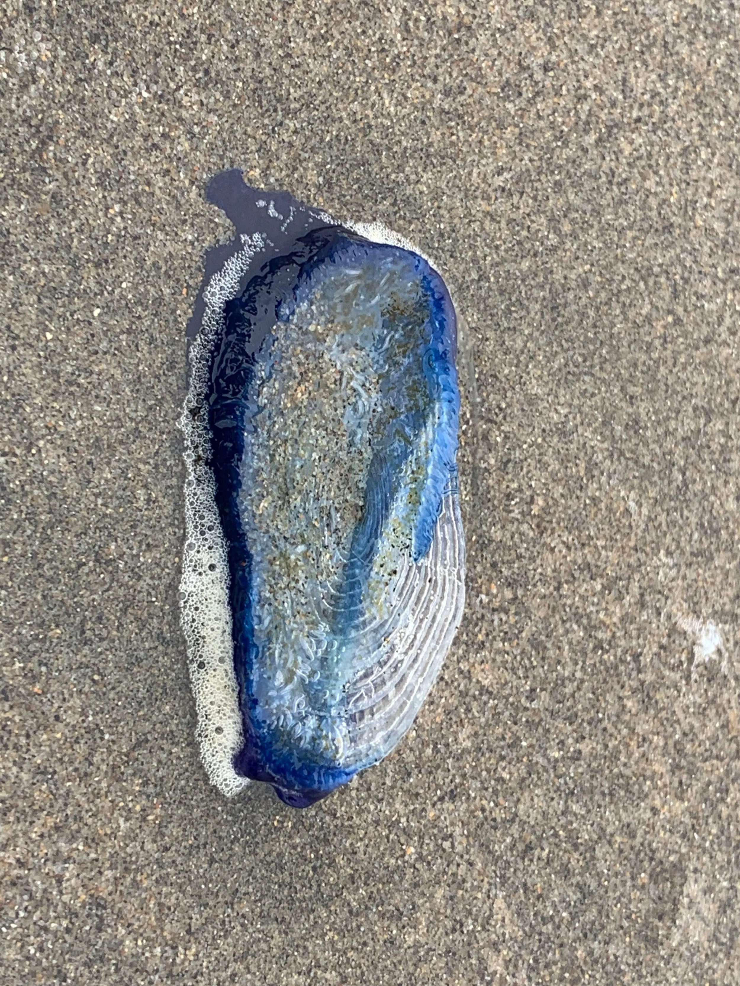 Blue (Velella vellella)