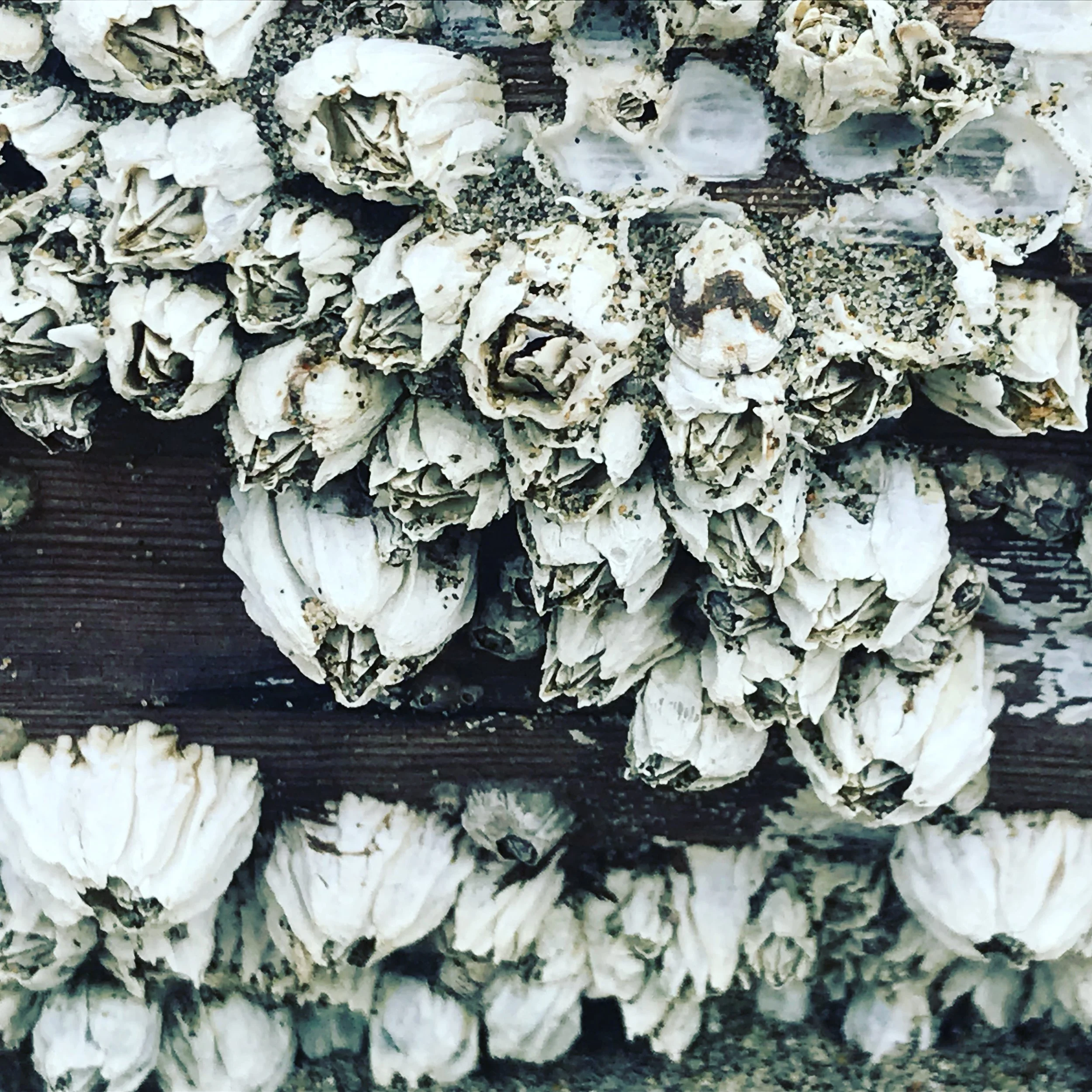 Barnacles, Moss Landing, CA