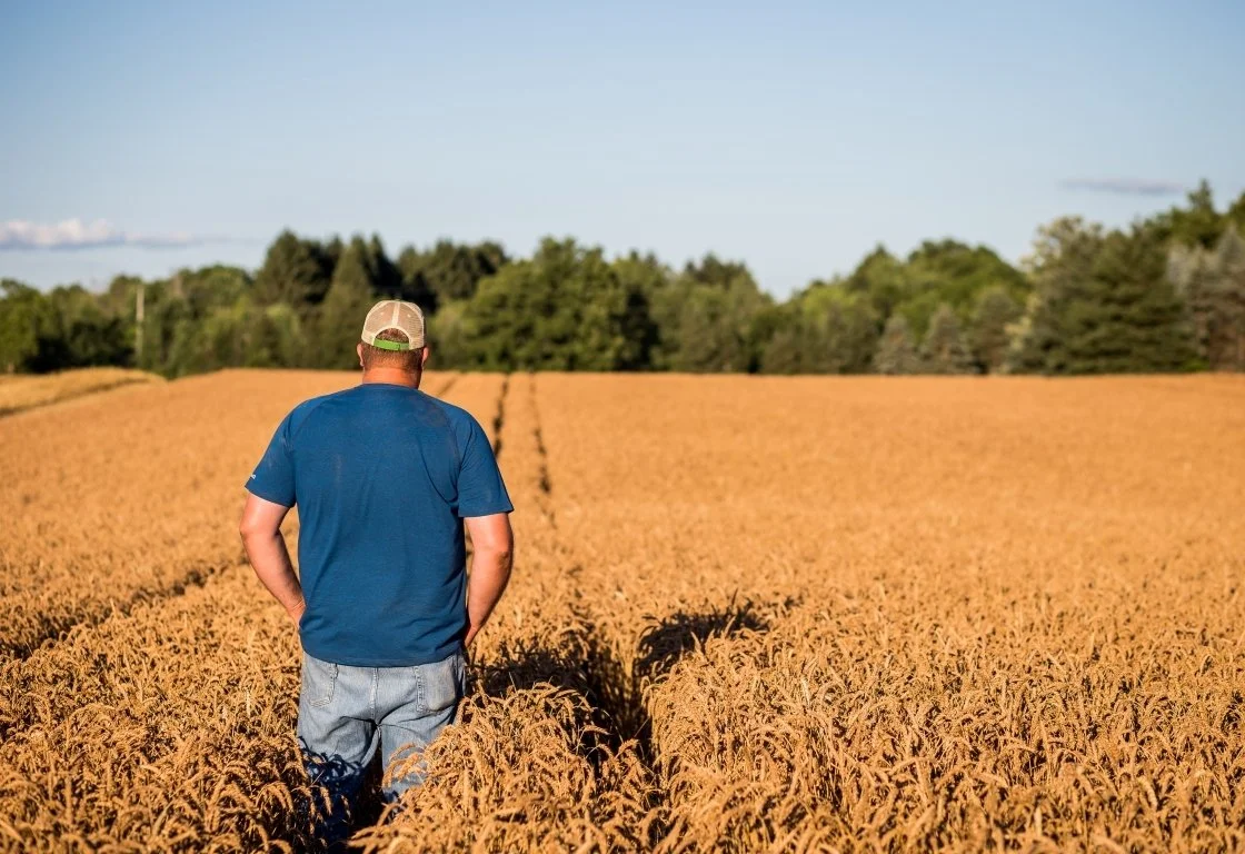 A person wearing a blue T-shirt, gray jeans, and a beige cap walking through a wheat field on a clear day with a blue sky and trees in the background.