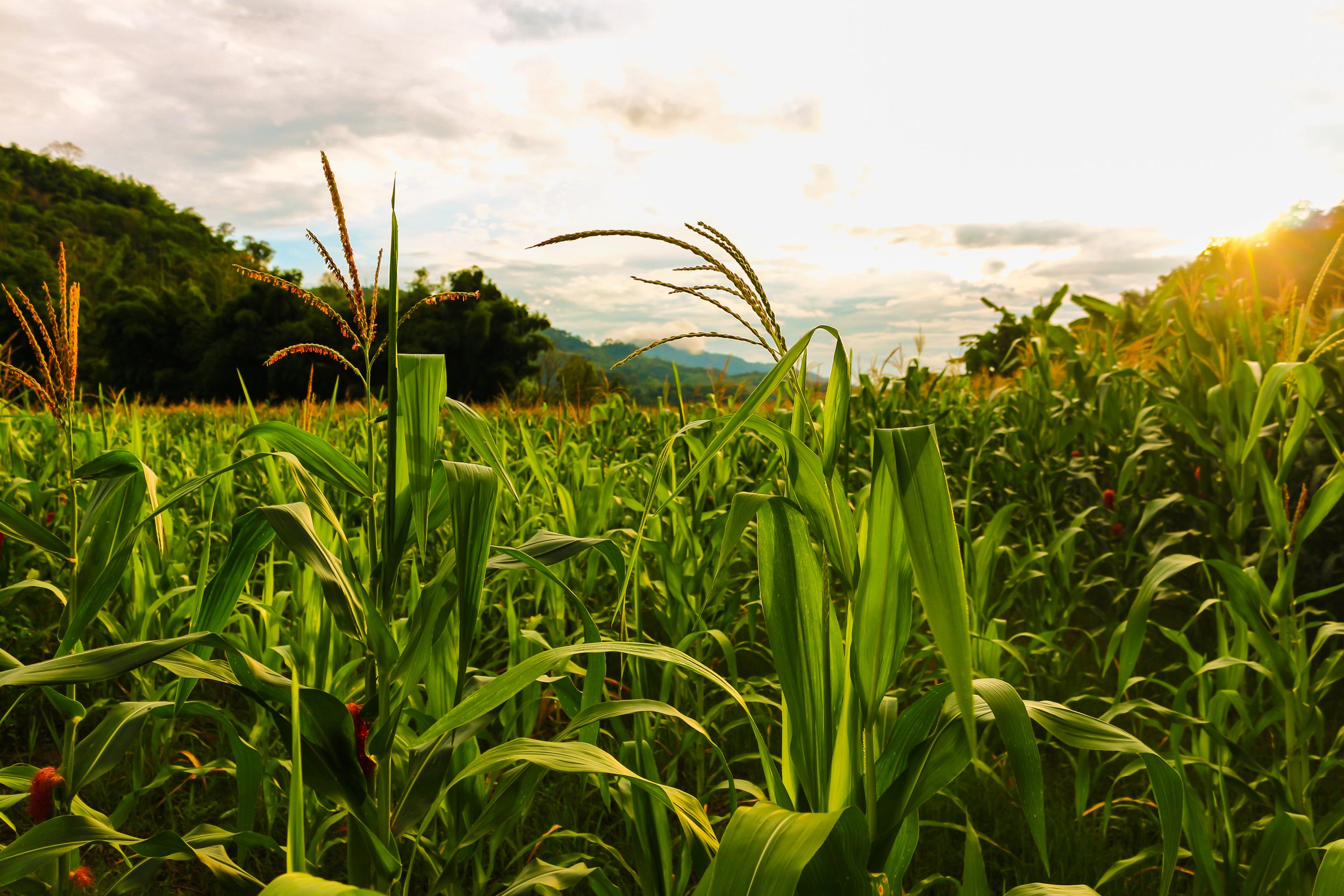 A lush green cornfield with tall corn plants, some with brown tassels, under a partly cloudy sky during sunset or sunrise.