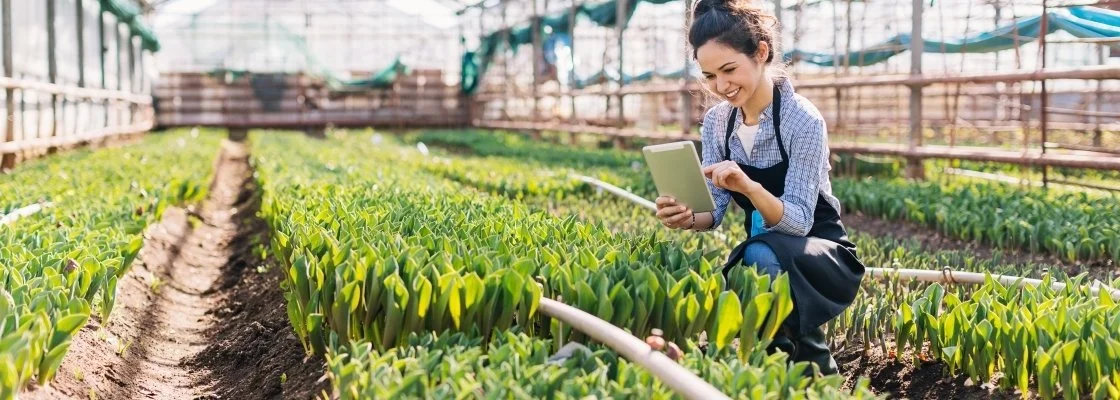 A woman in a blue checkered shirt and apron kneeling in a greenhouse, using a tablet among rows of green tulip plants.