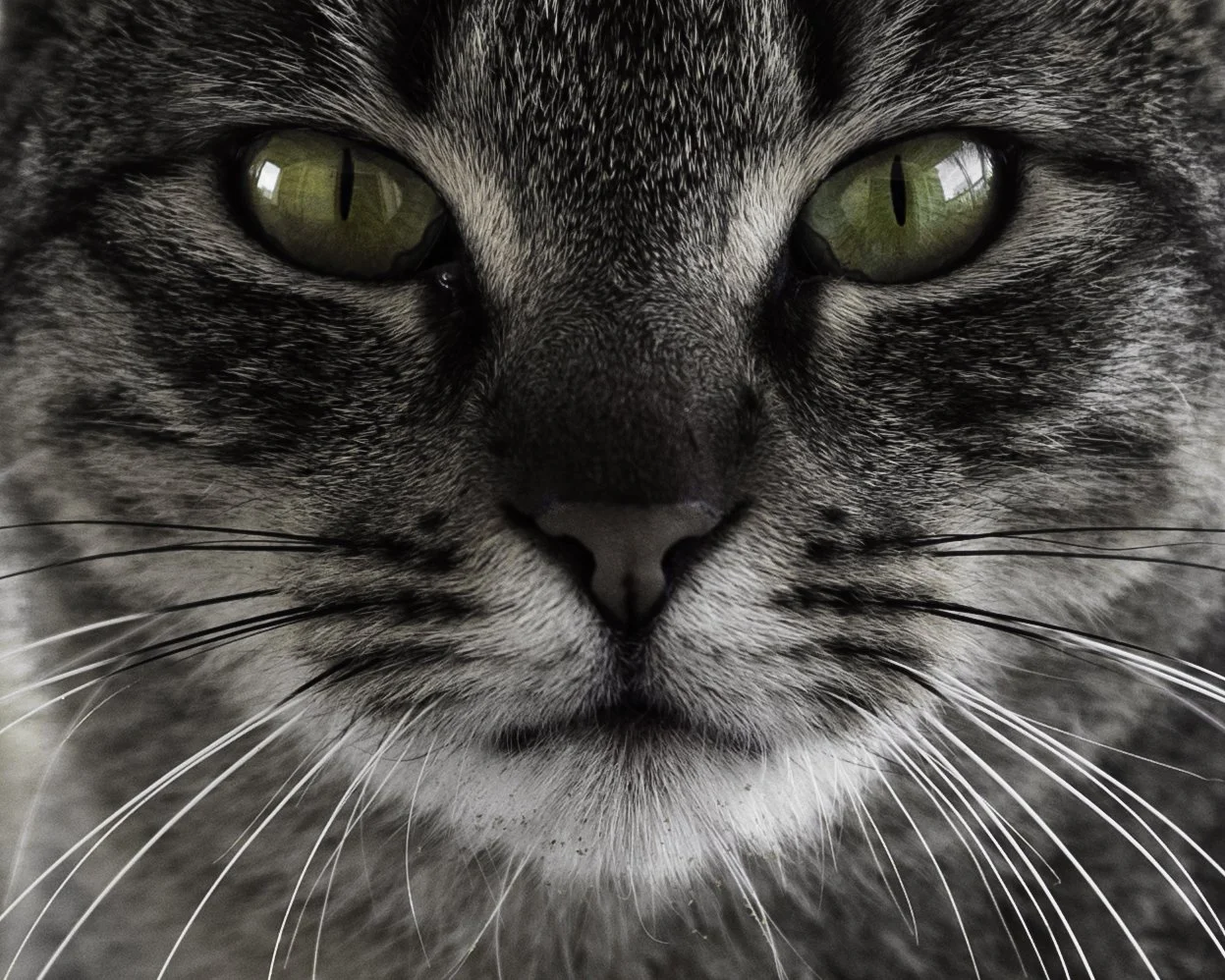 Cat eyes.