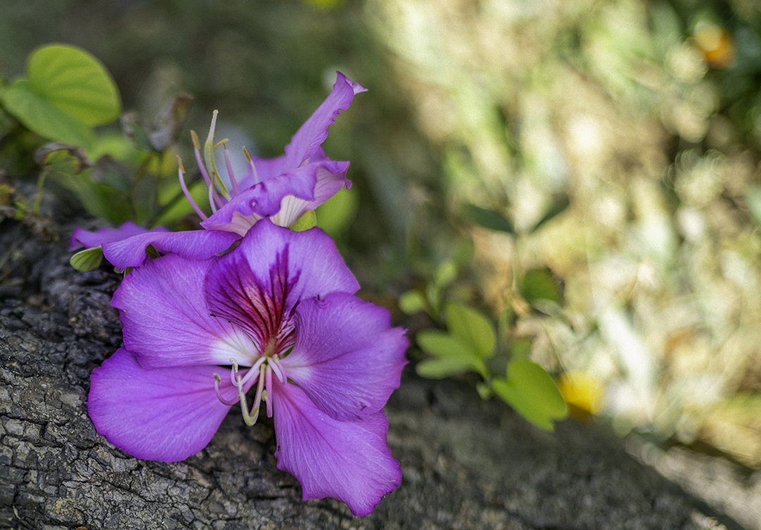 Purple.