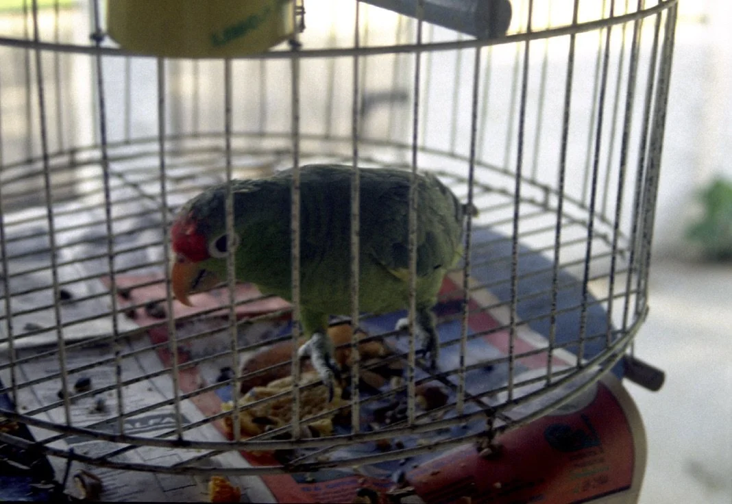 Red headed green parrot looking sideways in his cage