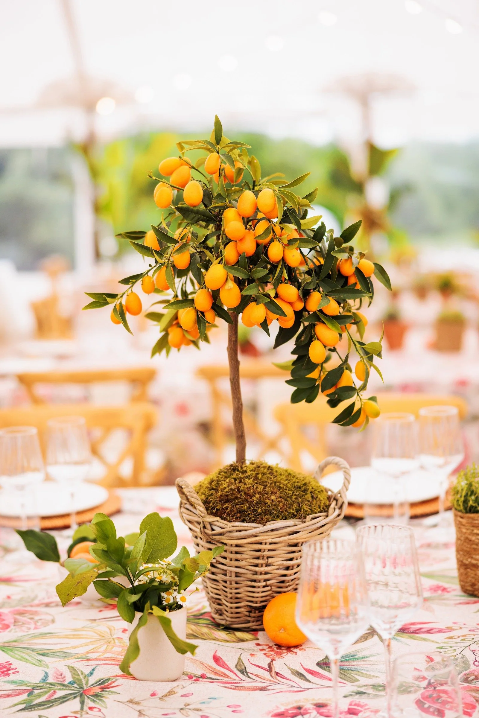 Elegant citrus tree centerpiece at luxury outdoor dinner event — Grove Projects
