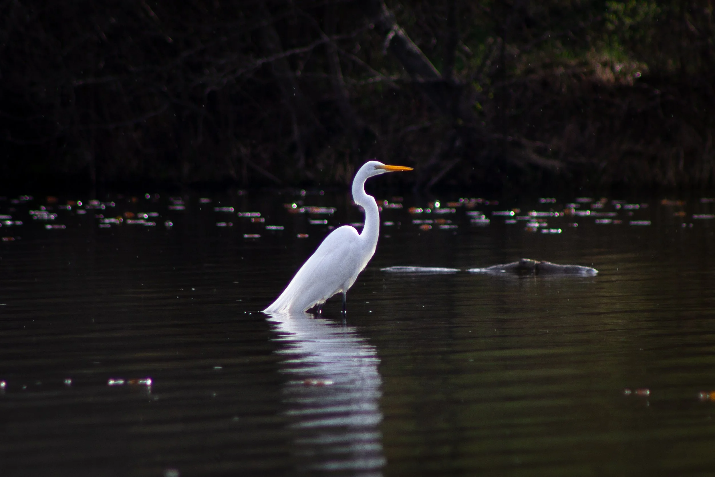 IMG_8152.jpg