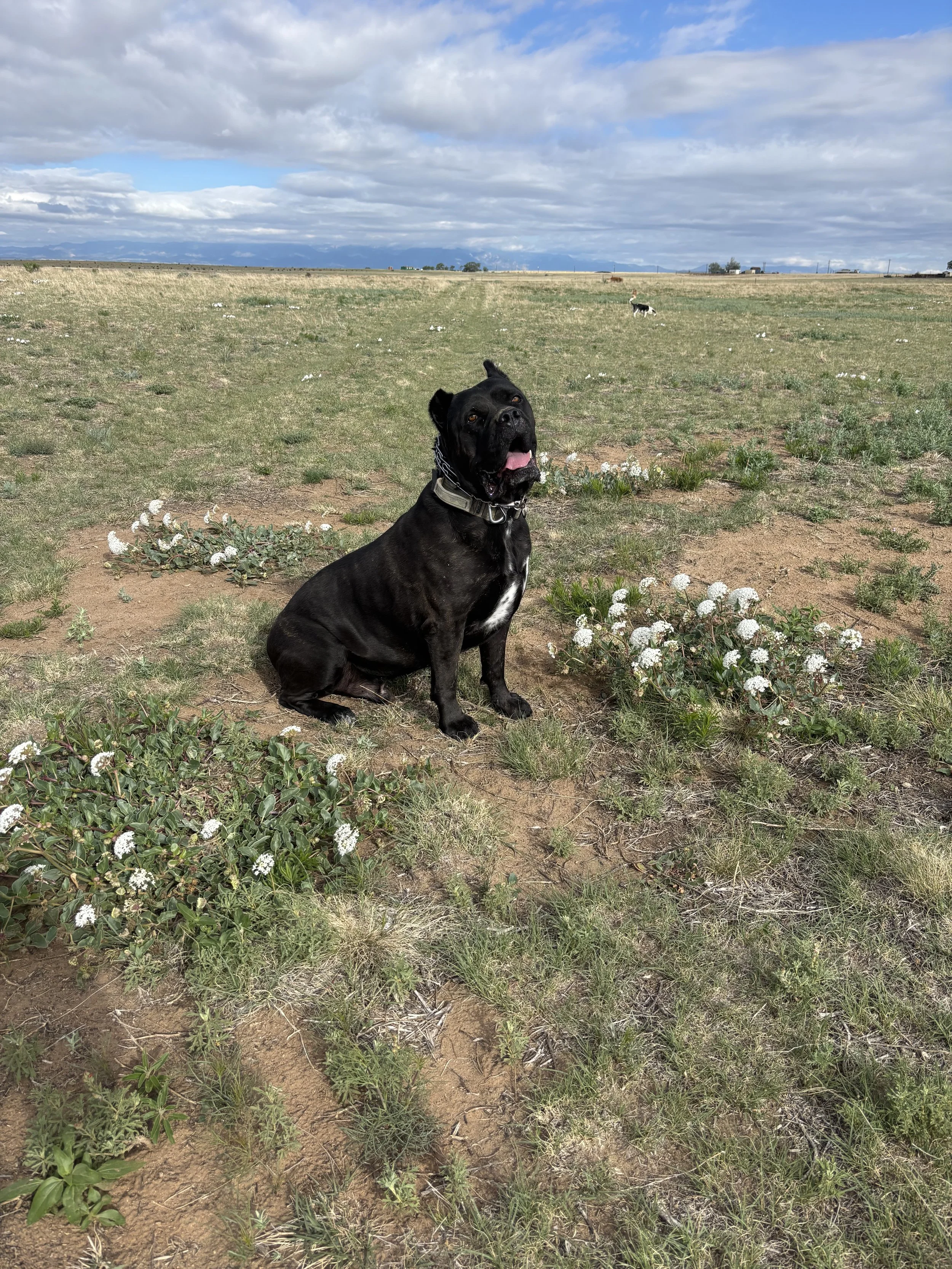 A black dog with a collar sitting in a grassy, partly rocky field with flowers, under a partly cloudy sky, with distant mountains and small structures in the background.