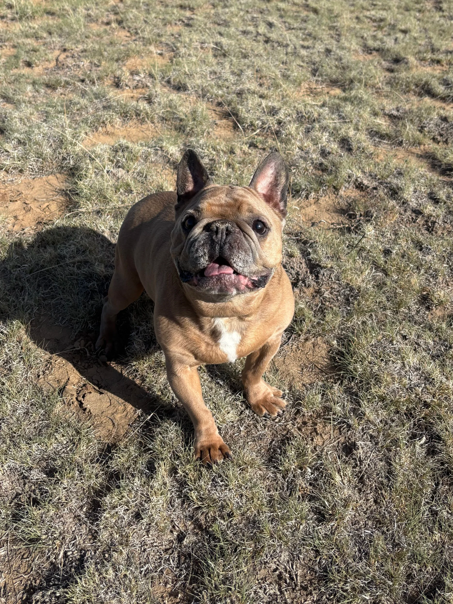 A brown French Bulldog standing on dry, grassy terrain in a sunny outdoor setting.
