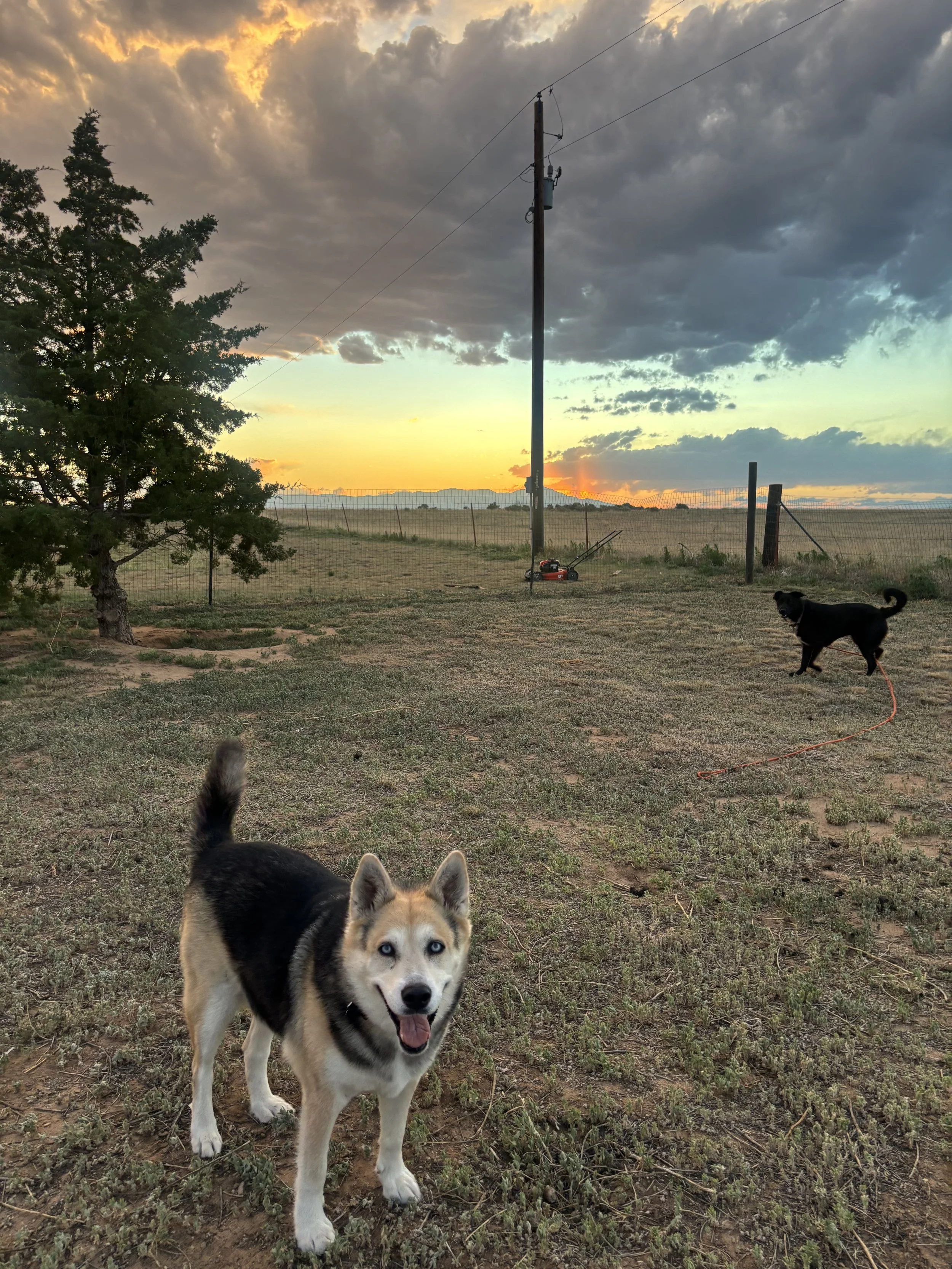 A Siberian Husky with one blue eye and one brown eye standing in a field at sunset, with two other dogs in the background and a wooden fence.