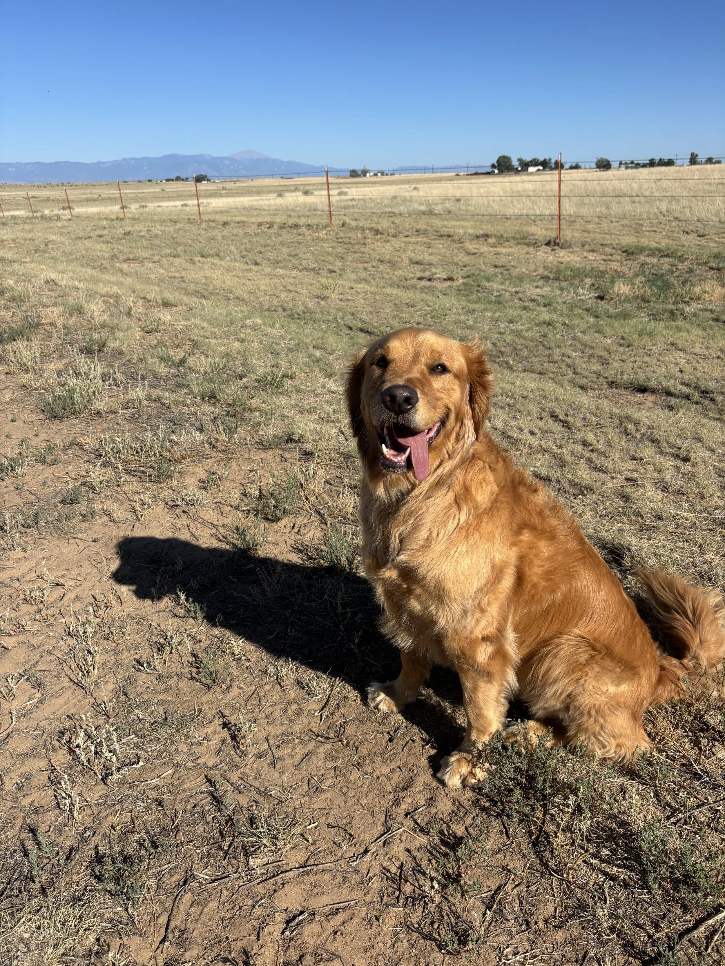 A golden retriever dog sitting outdoors in a dry grassy field, with mountains in the background under a clear blue sky.