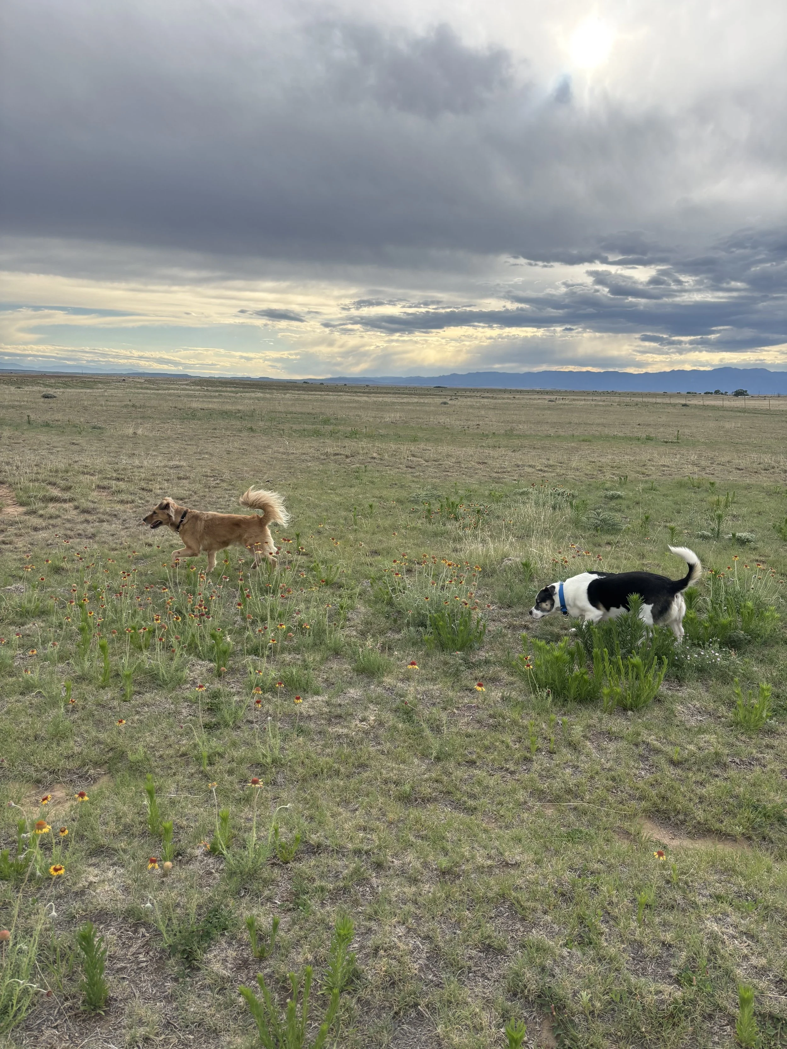 Two dogs playing in a vast open field with wildflowers, under a cloudy sky with the sun partially visible.