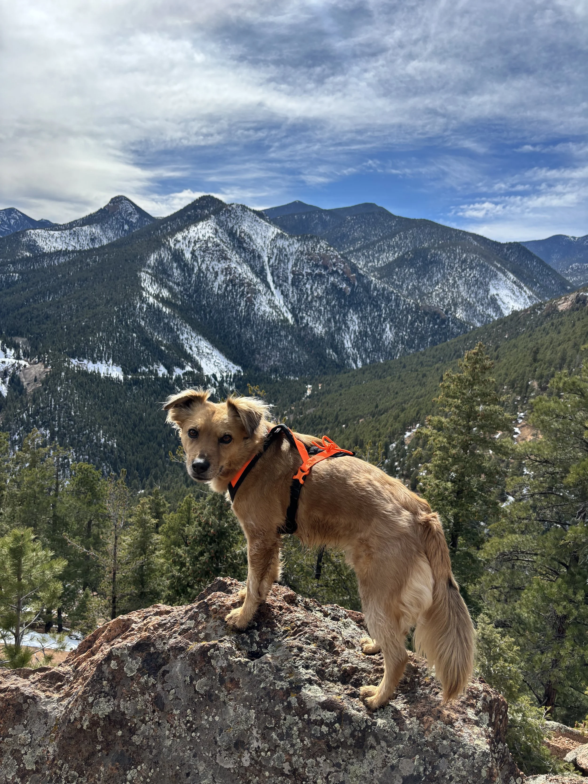 Off-Leash Program
