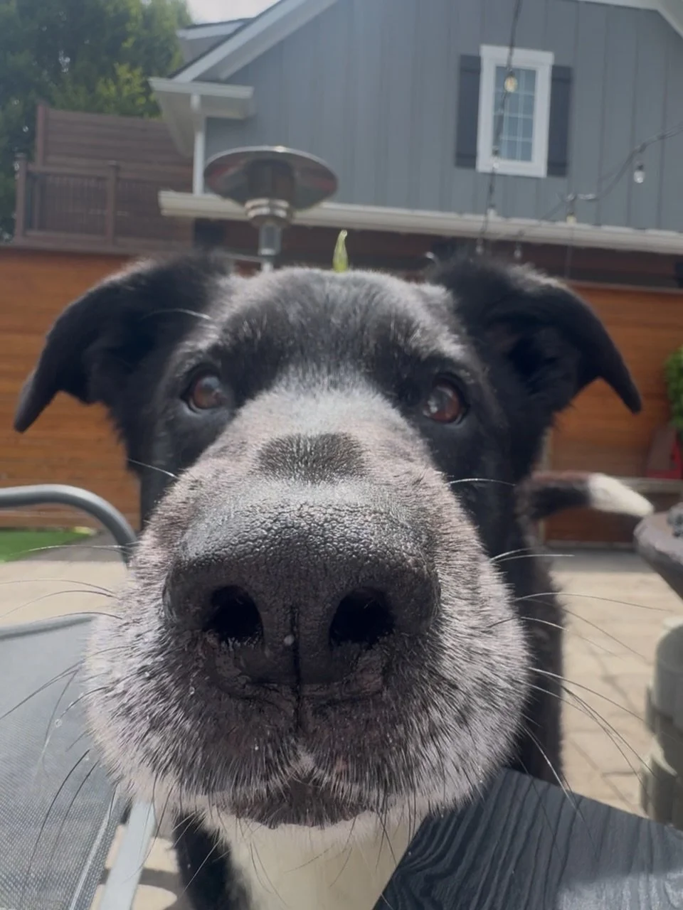 boopie