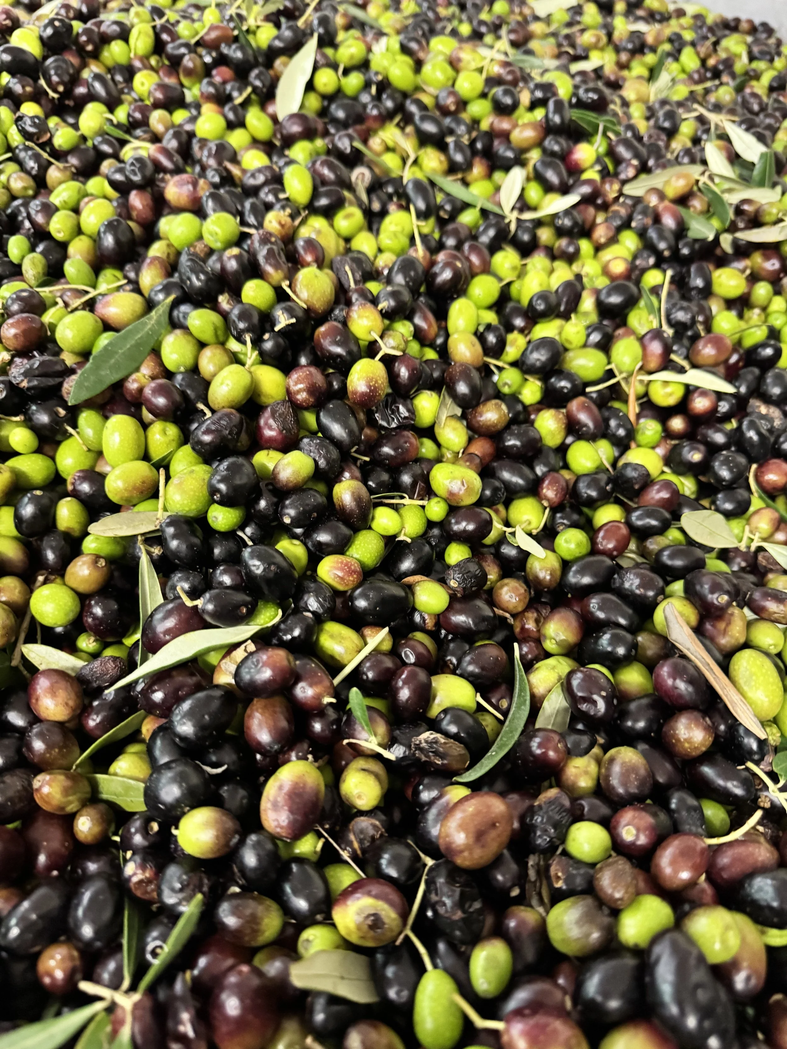 BHK Olives 2