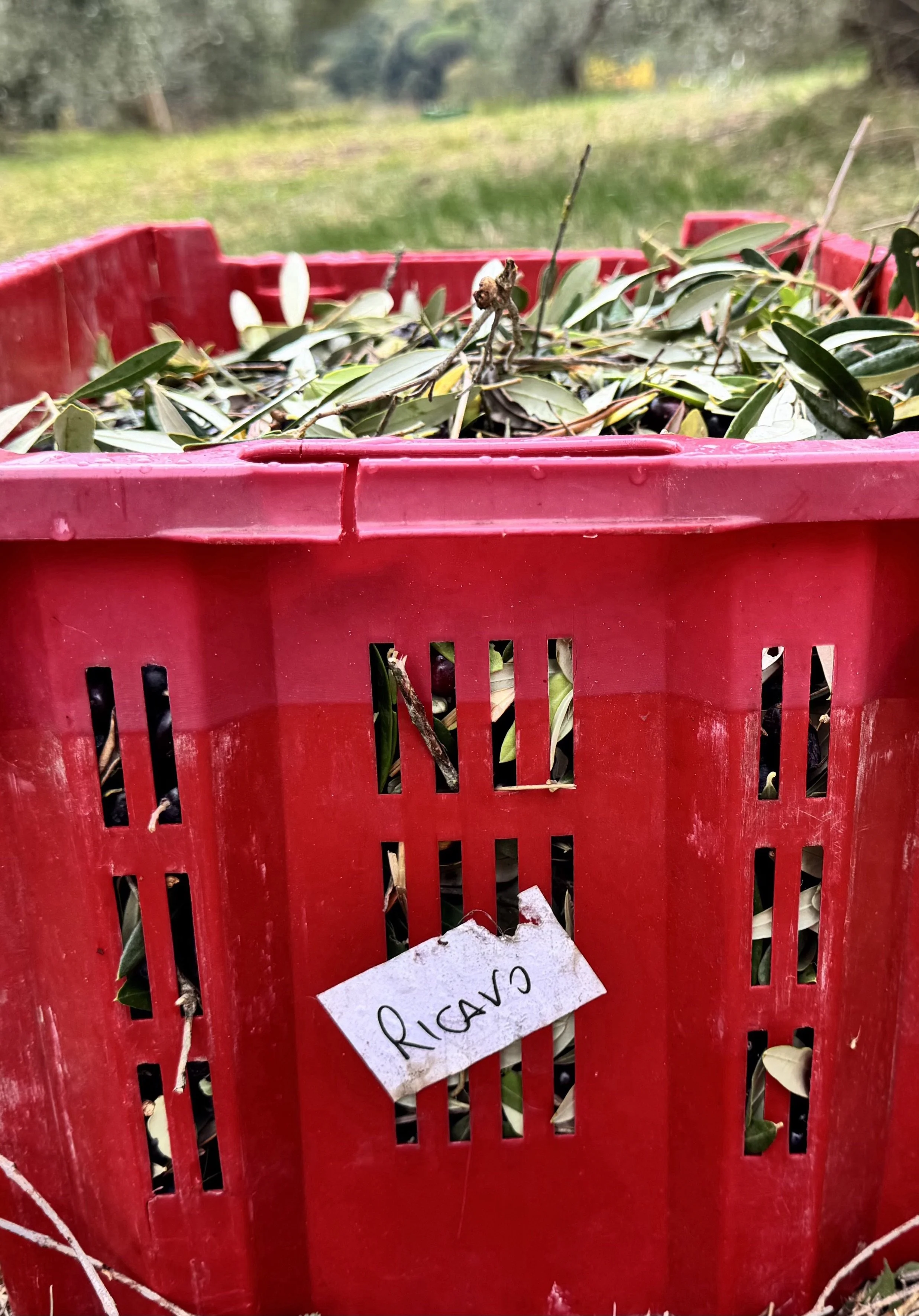 BHK Olives
