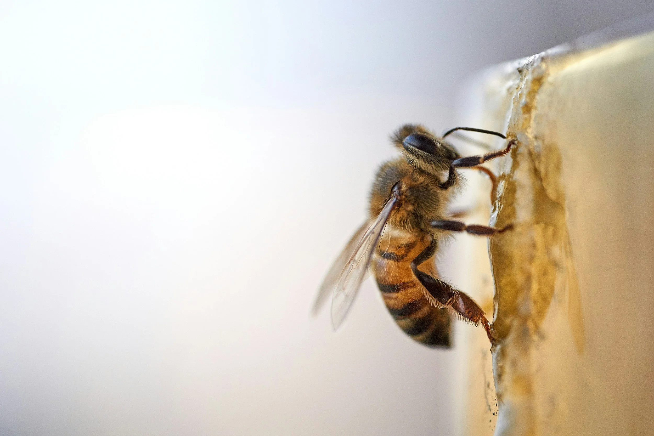 Close-up of a bee on a honeycomb wall, showing detailed features of the bee's head, thorax, and wings
