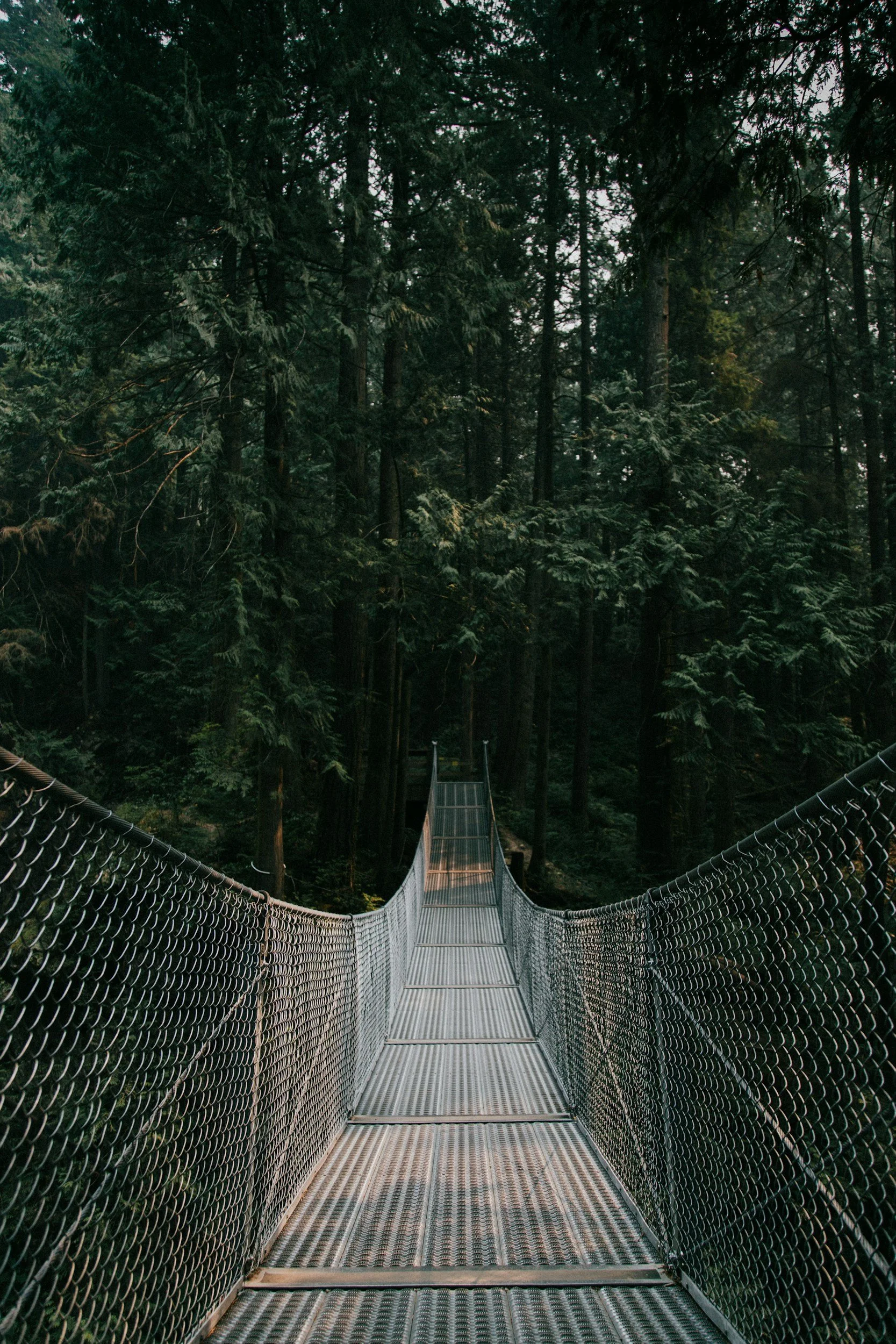 Suspension bridge with metal planking and chain-link railings, surrounded by dense, green coniferous forest.