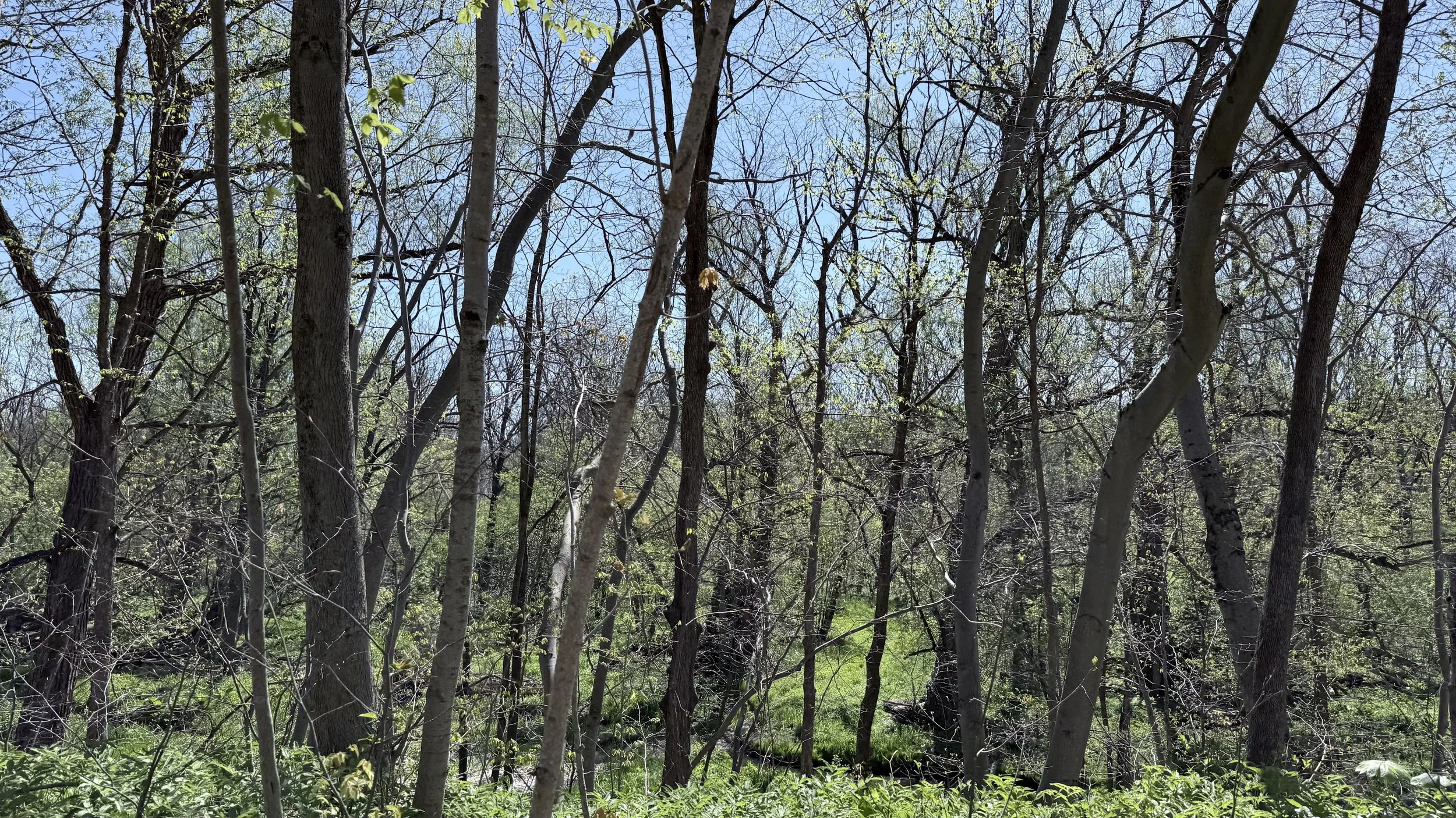 IMG_2093.jpeg