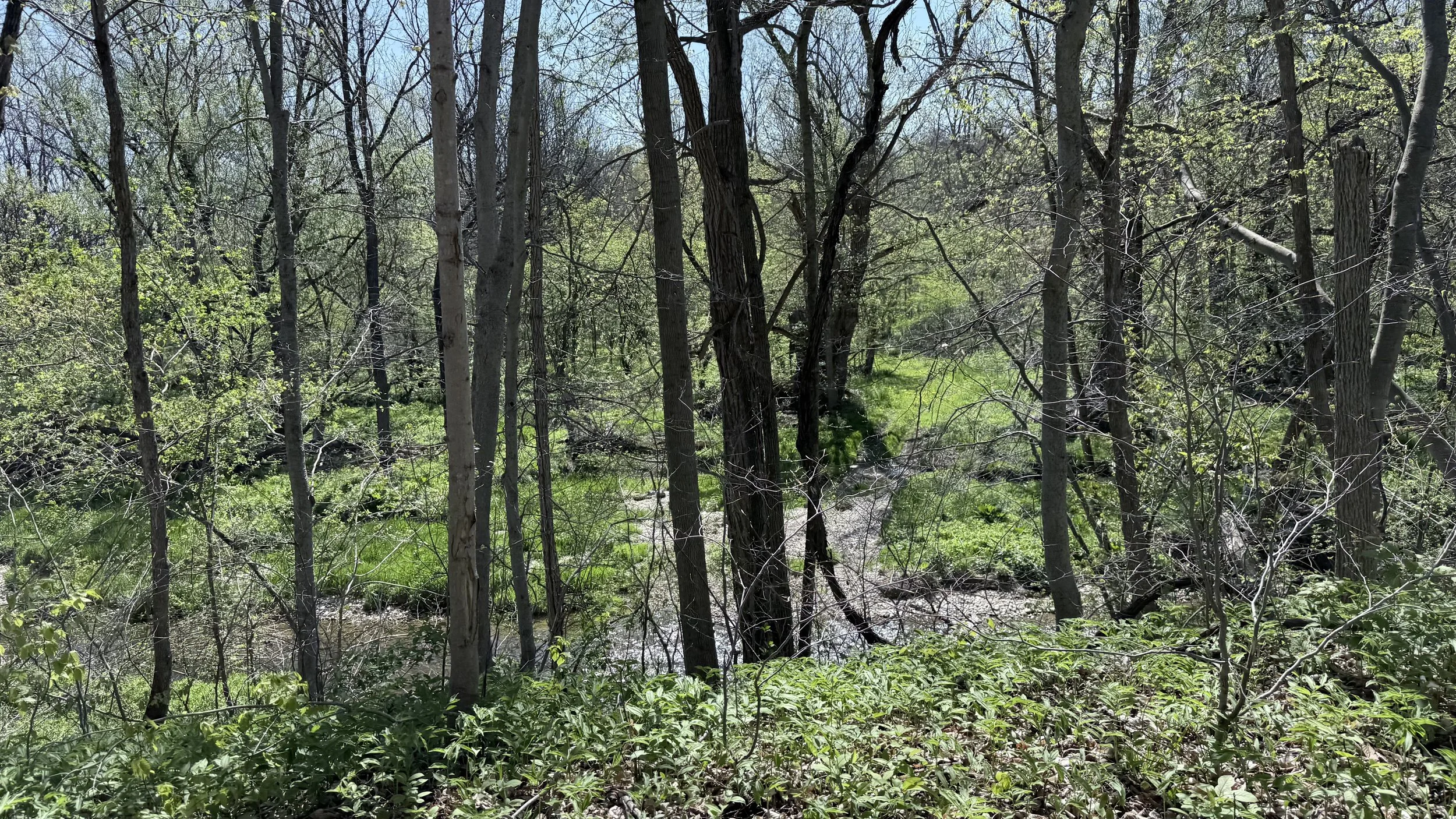 IMG_2094.jpeg