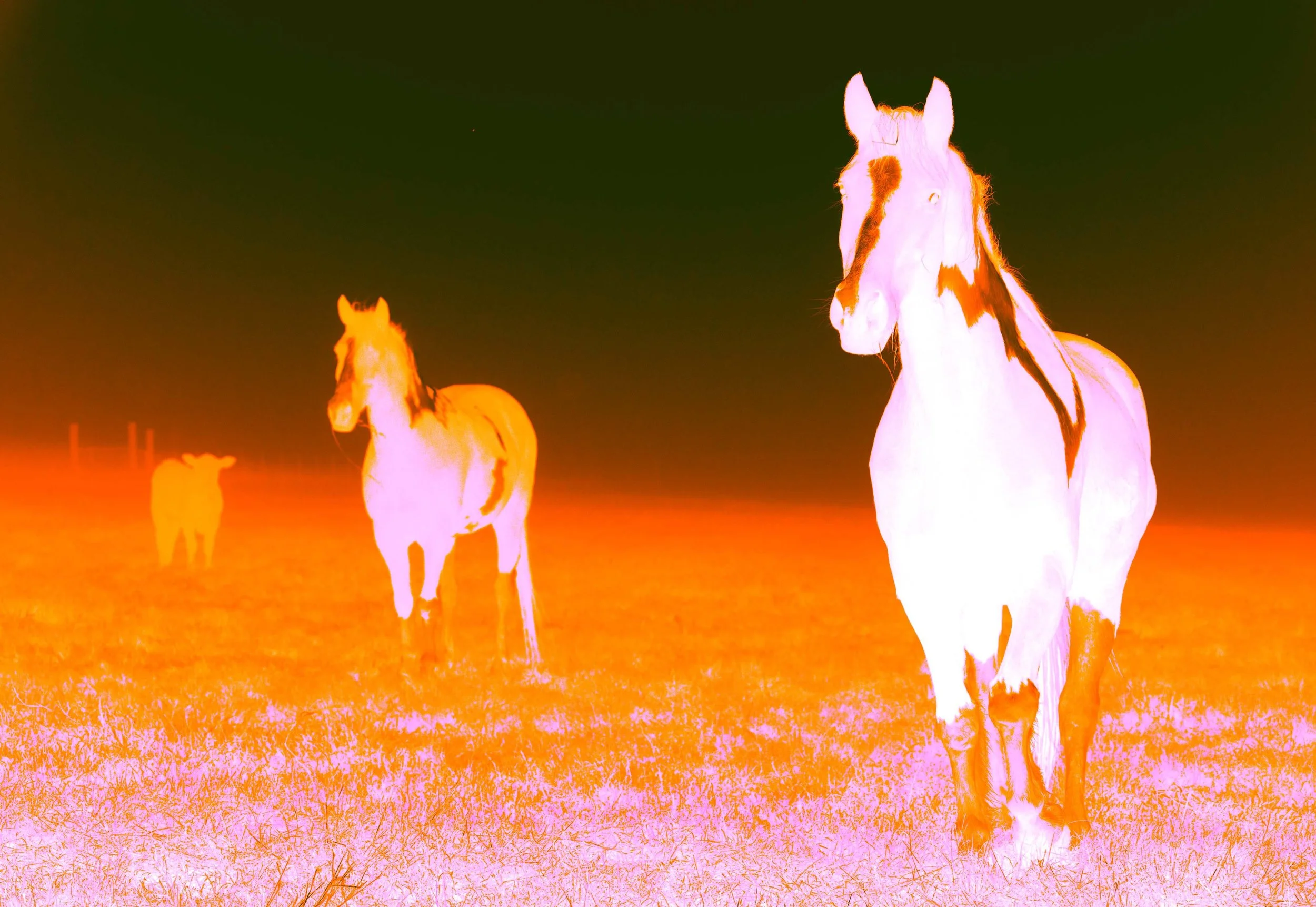 horses2 copy_Original.jpg