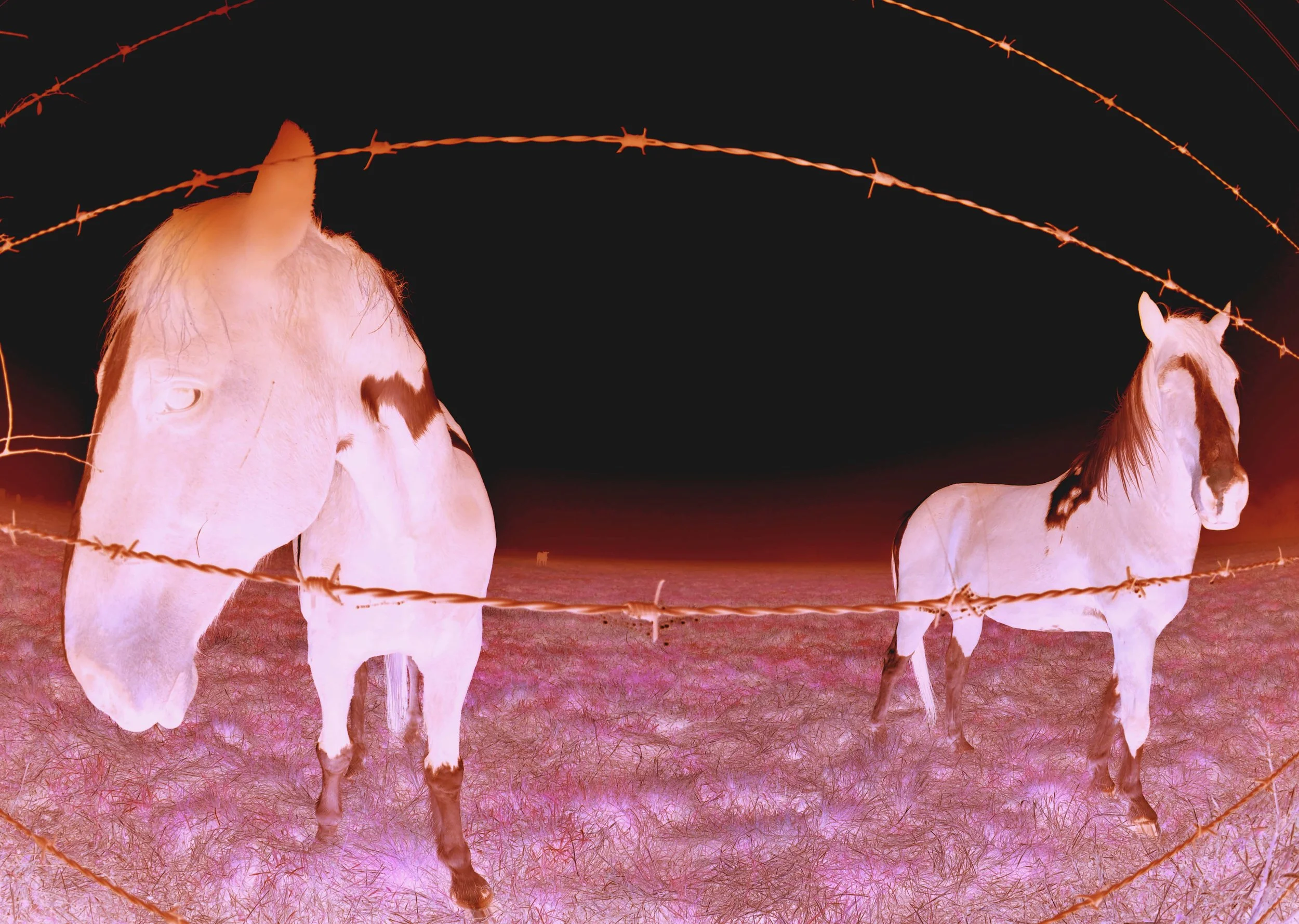 HorseType4_Original.jpg