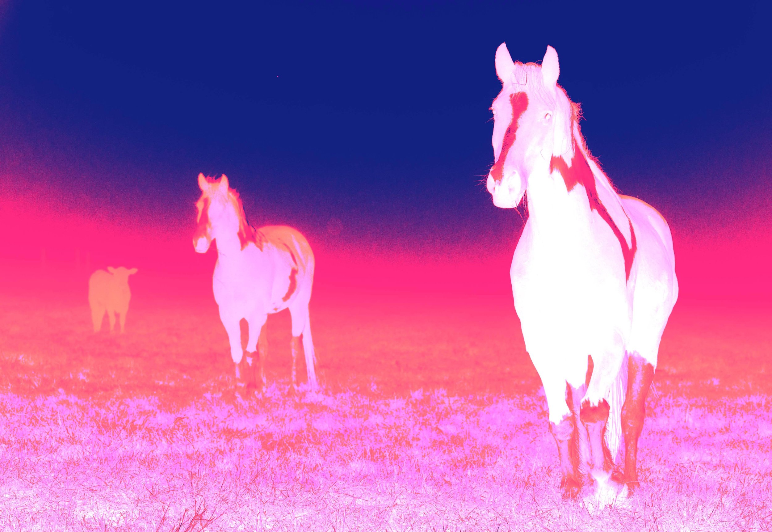 horse5 copy_Original.jpg