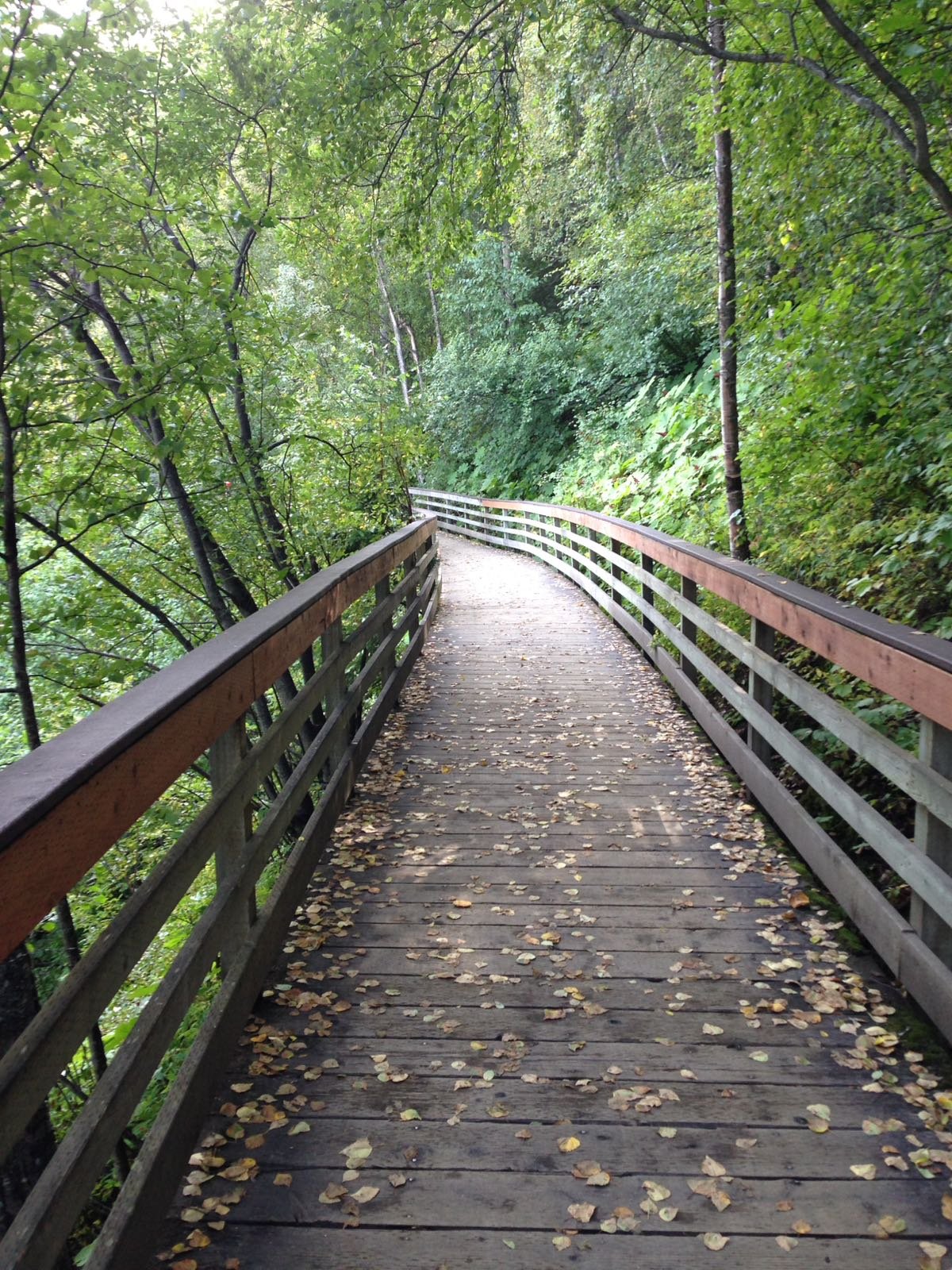 Wooden pathway with railings winding through a green forest, scattered with fallen yellow leaves.