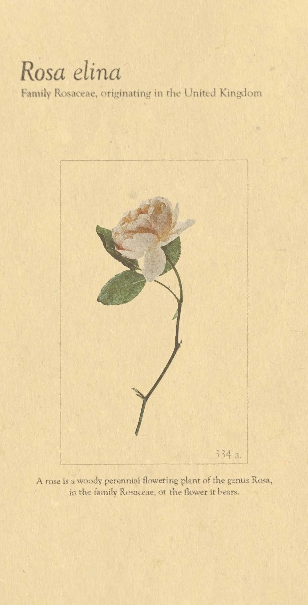 Vintage Flower Poster
