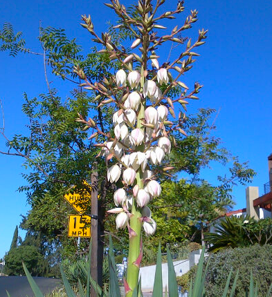 Scrambled Eggs with Yucca Flower, Prepared Mexican&nbsp;Style.