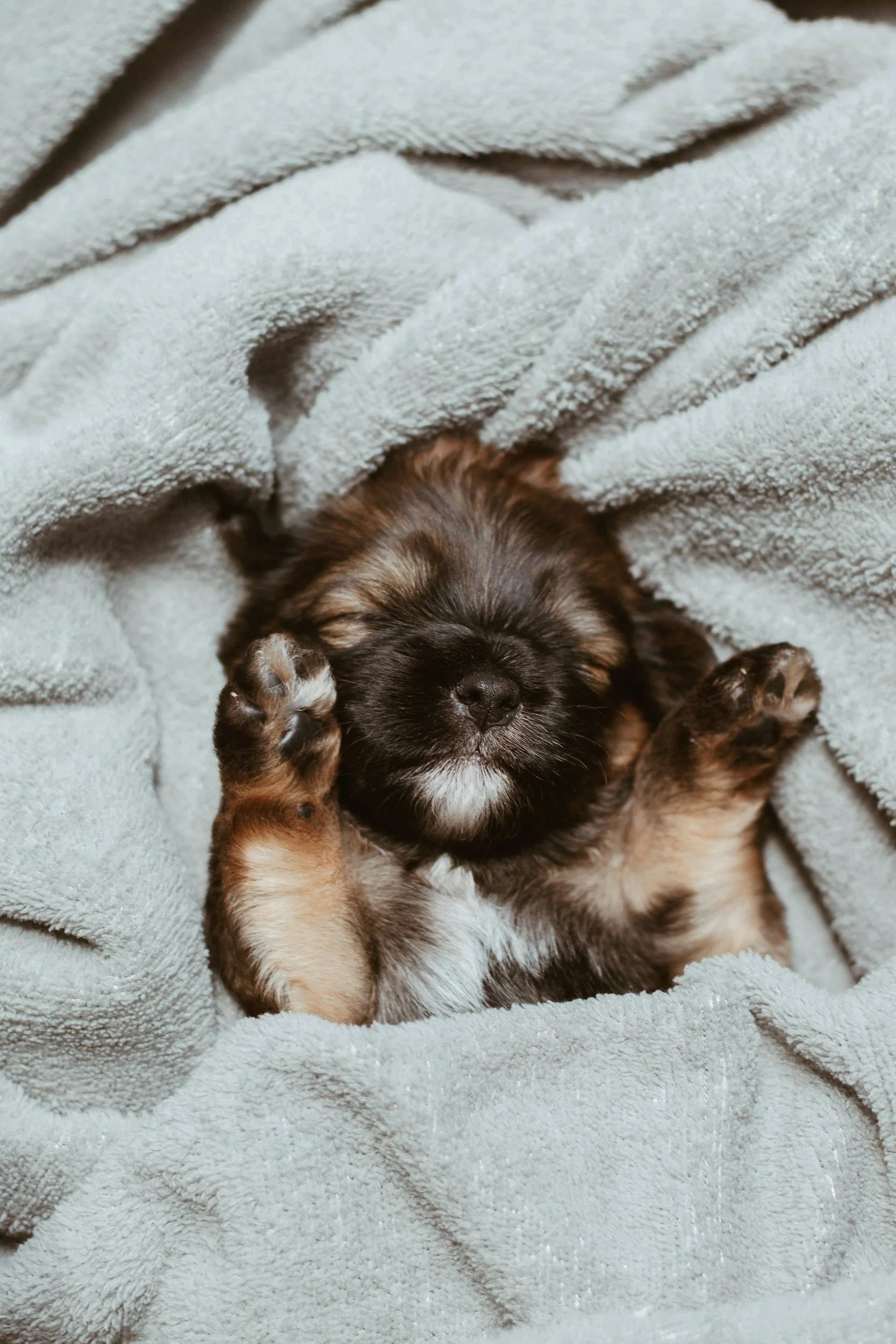 A small, fluffy puppy with brown and black fur lying on a soft, light-colored blanket.