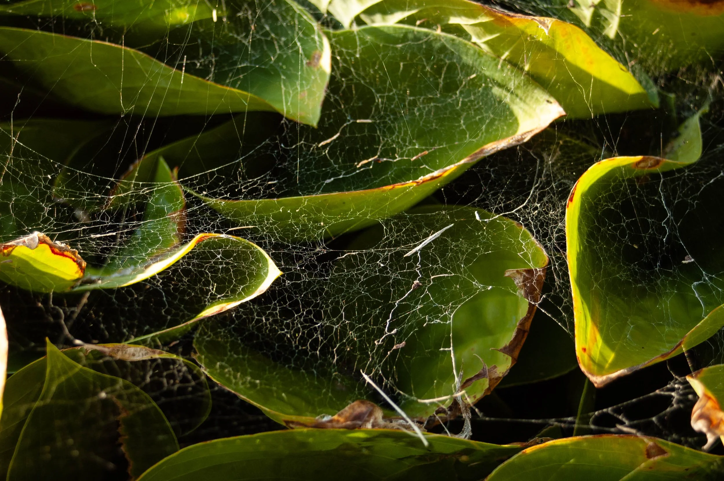 A grouping of leaves with the sun shining through their green, highlighting the spiderweb intricately woven between the fronds.