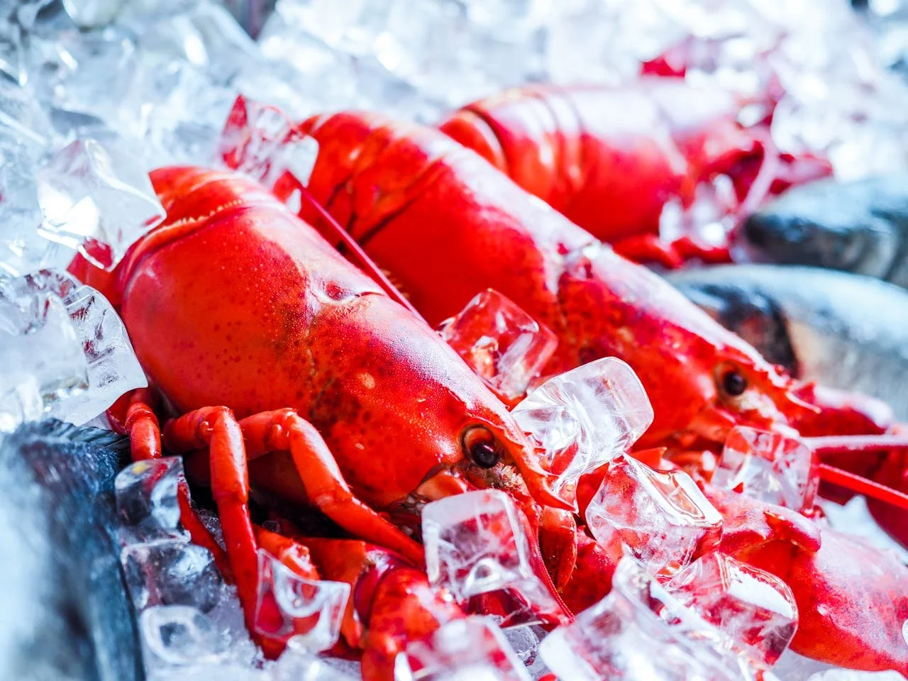 The Best Lobster Pounds Near Acadia National Park