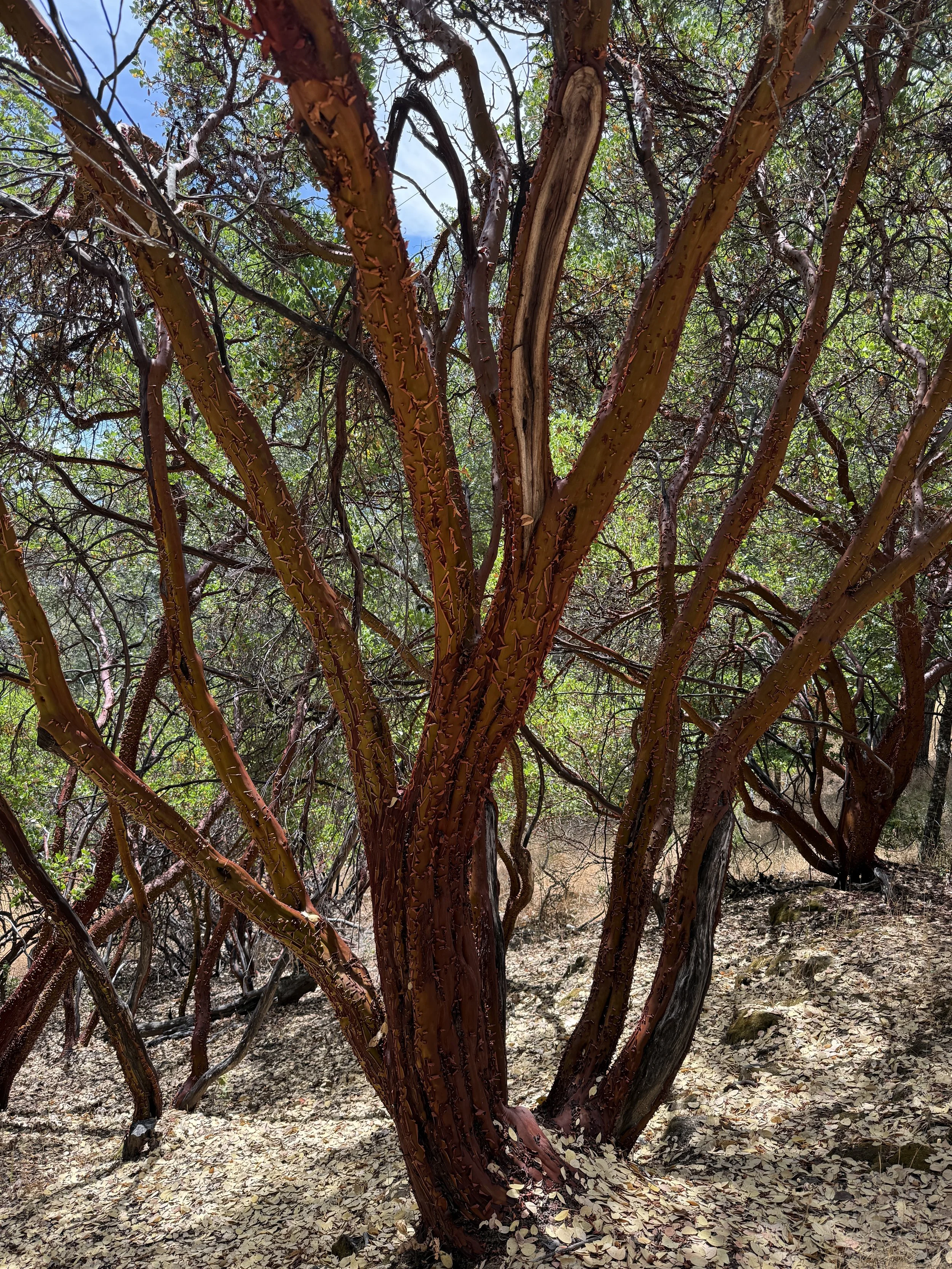 manzanita-IMG_3012.jpg