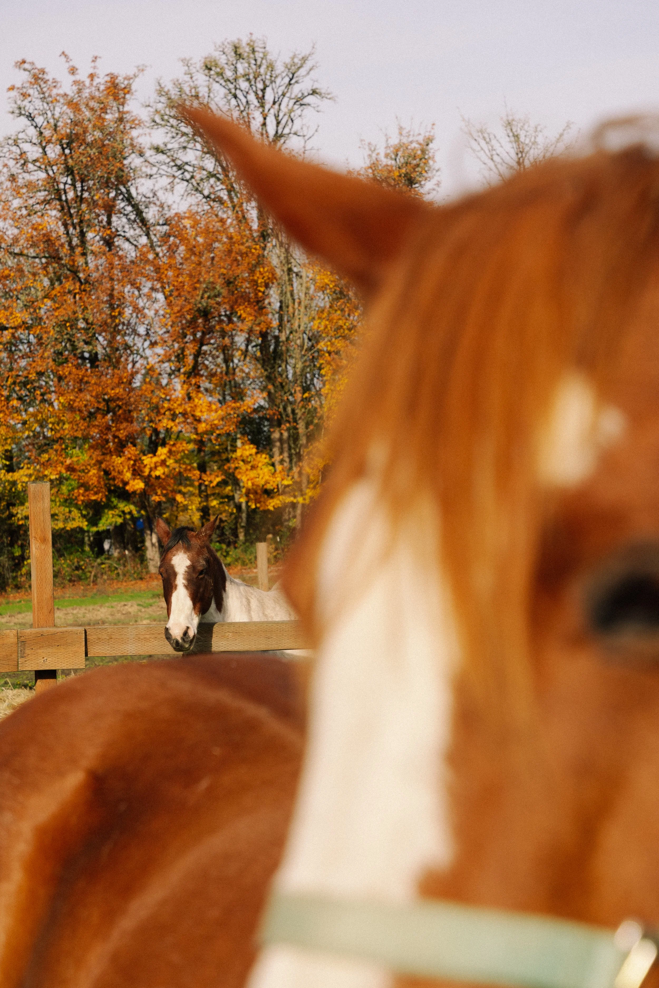 Close-up of a brown and white horse's nose and mane in the foreground, with a second horse in the background near a wooden fence, trees with fall foliage, and a cloudy sky.