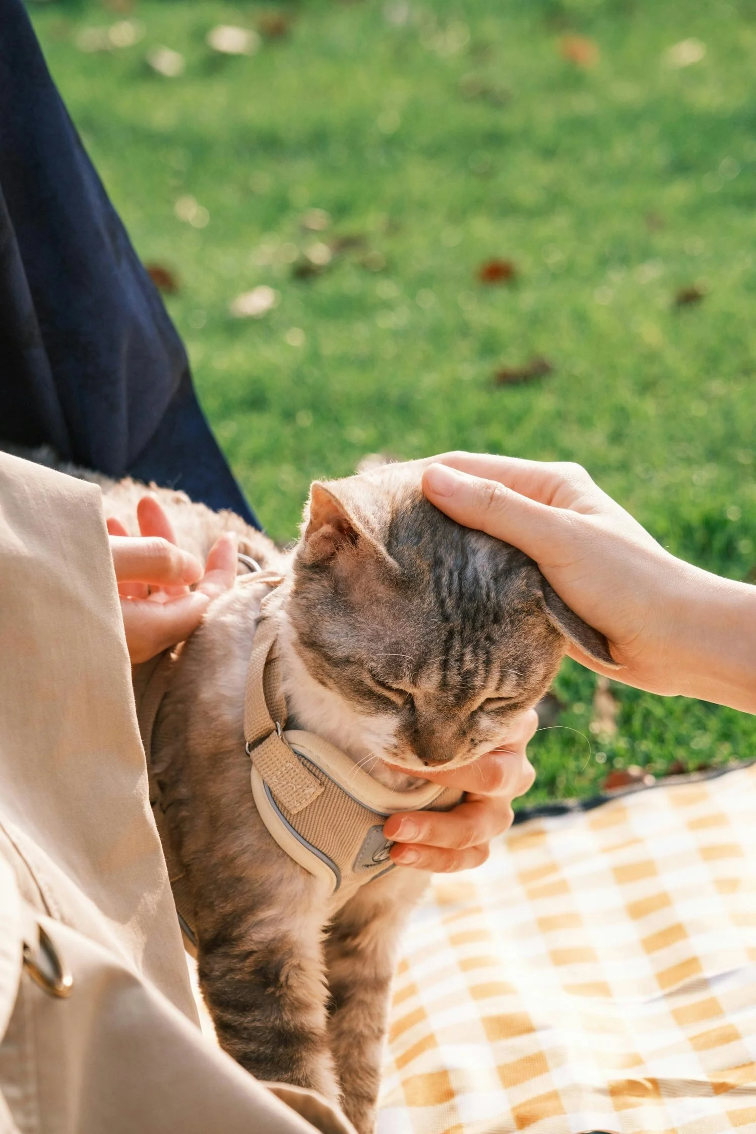 Cat with a harness getting its head scratched