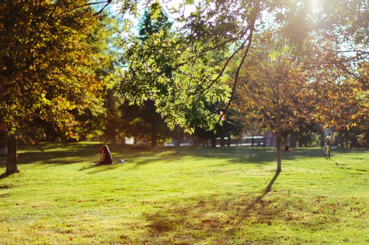 open green space with trees filled with leaves