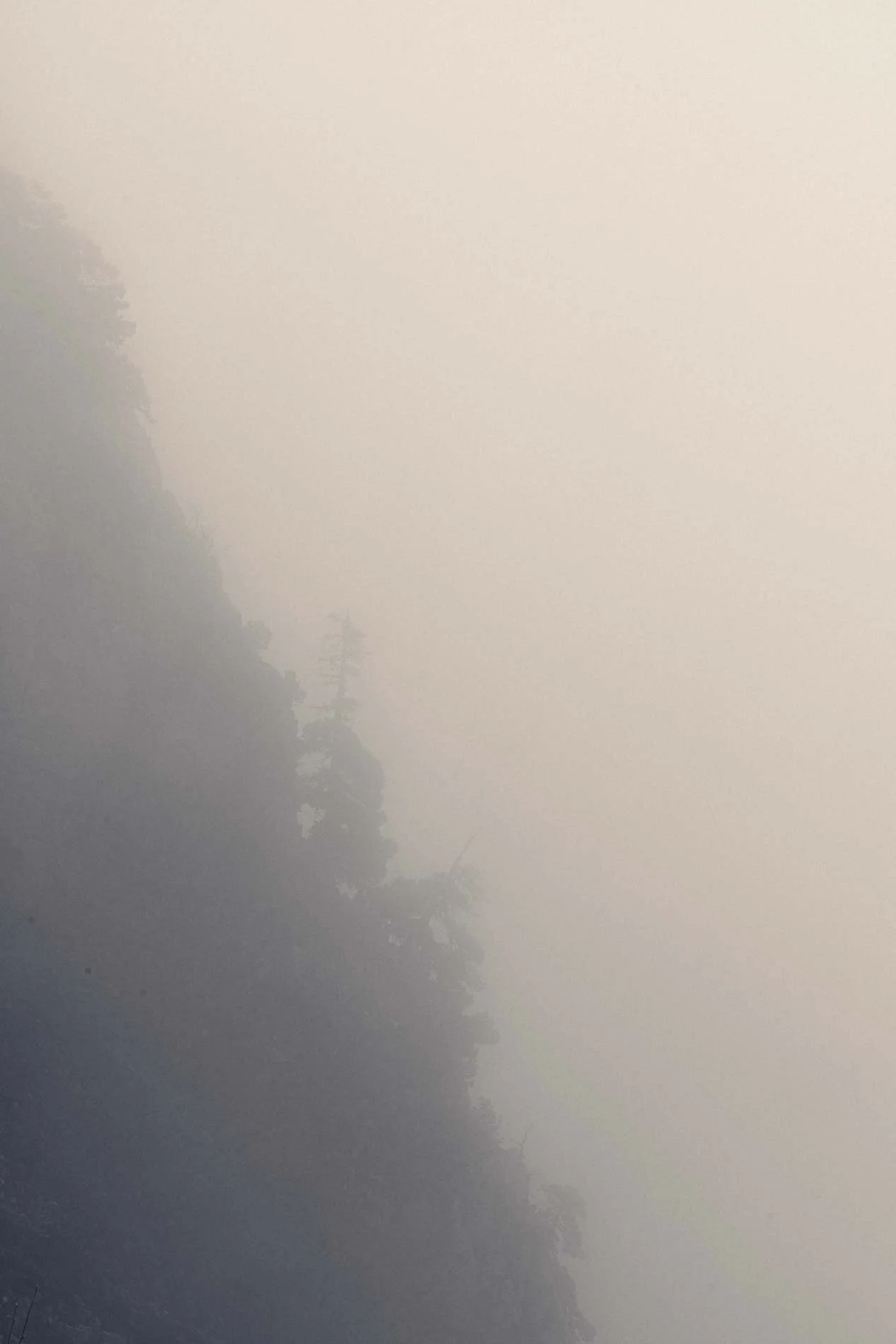 Brouillard dense avec silhouettes d'arbres flous en arrière-plan.