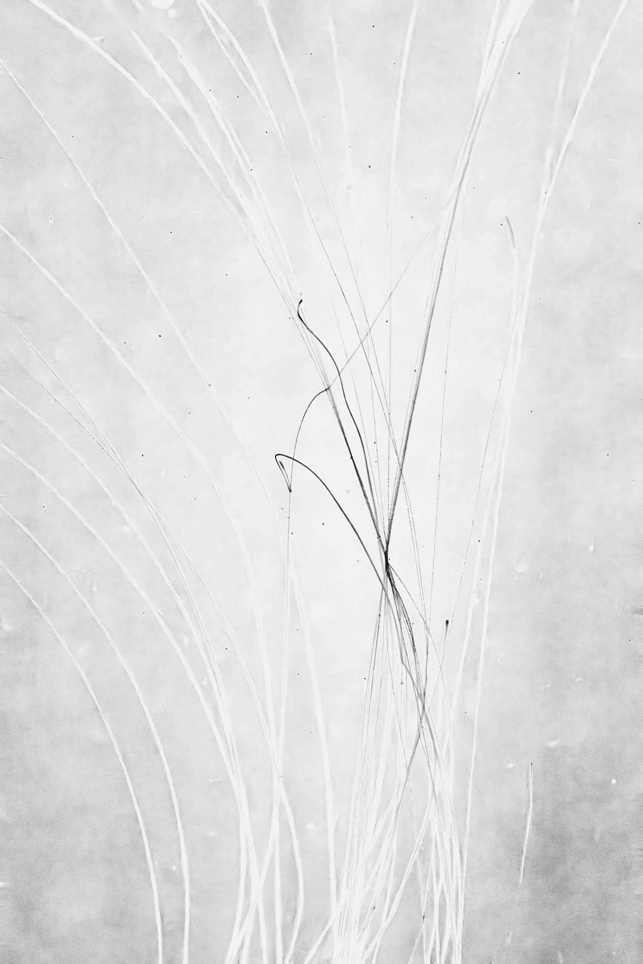 Une photo en noir et blanc montrant des lignes fines et courbes semblant être des filaments ou des cheveux, avec un fond clair.