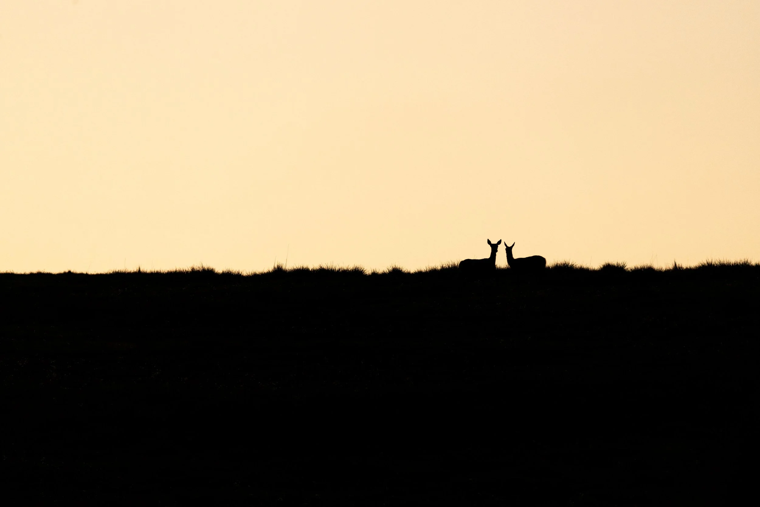Silhouettes de deux cerfs assis sur une colline au coucher du soleil, ciel orange pâle.