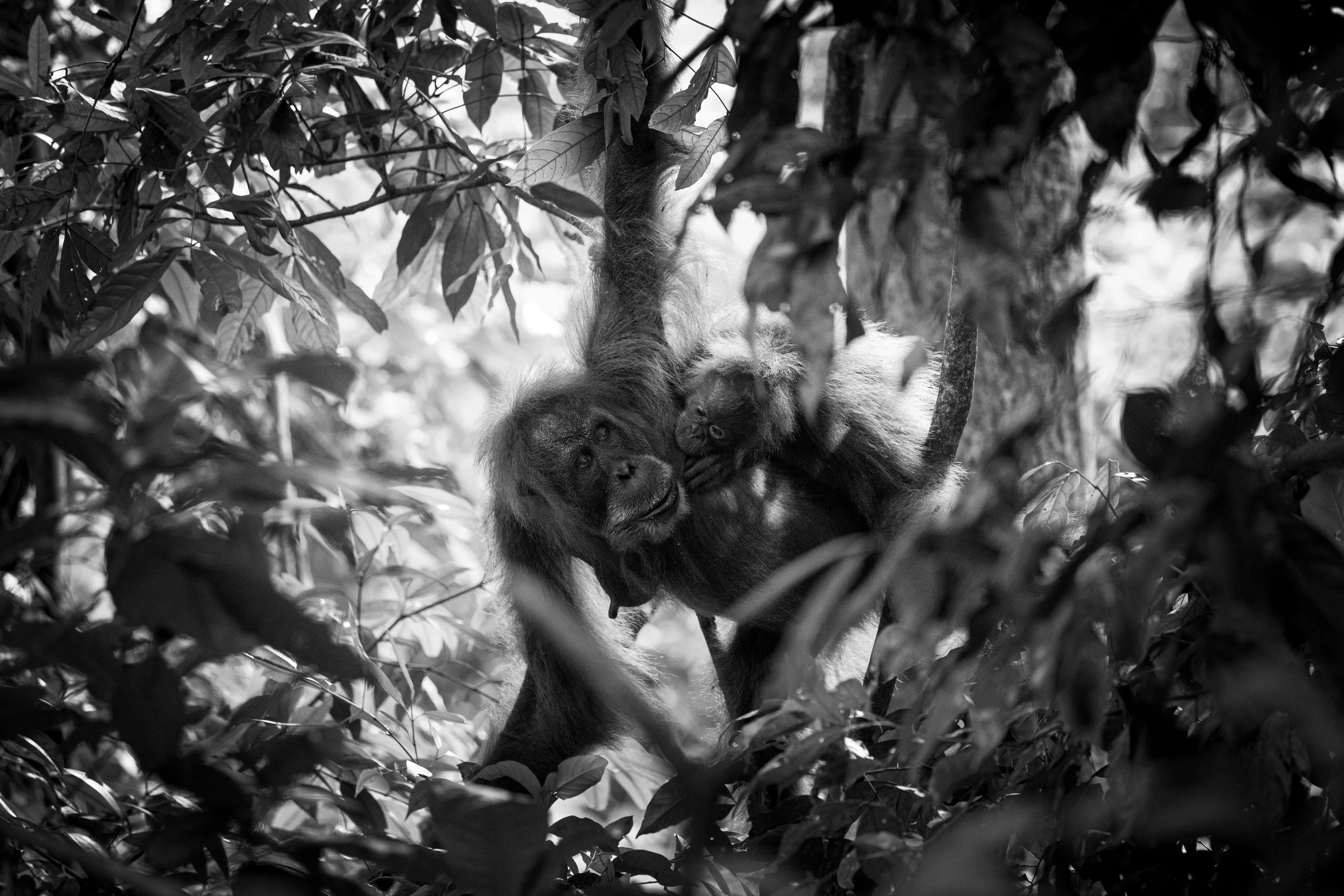 Un orang-outan allongé dans un arbre entouré de feuilles, en noir et blanc.