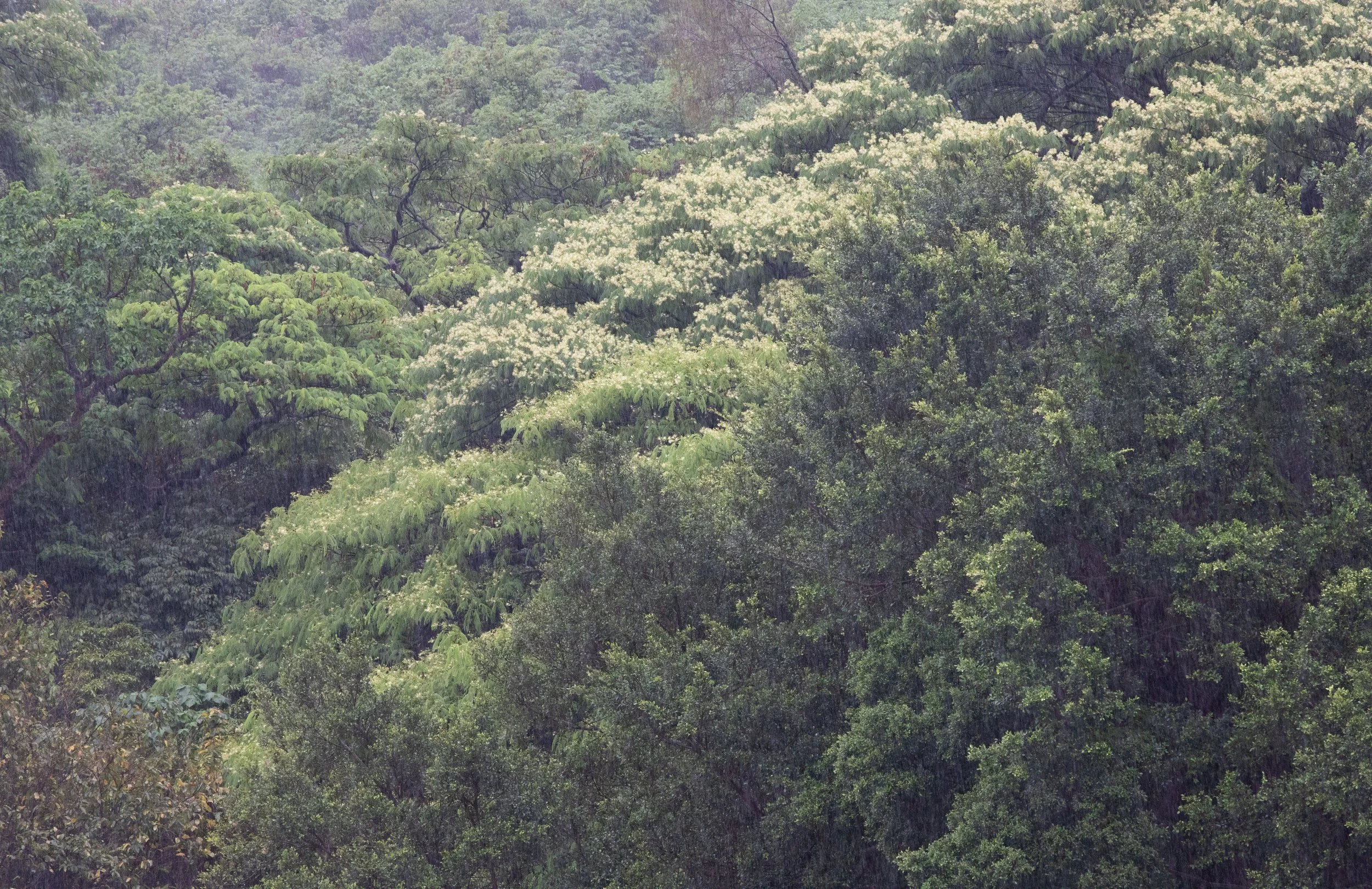 Une forêt dense avec des arbres verts et des fleurs blanches en pleine floraison sous une pluie légère.
